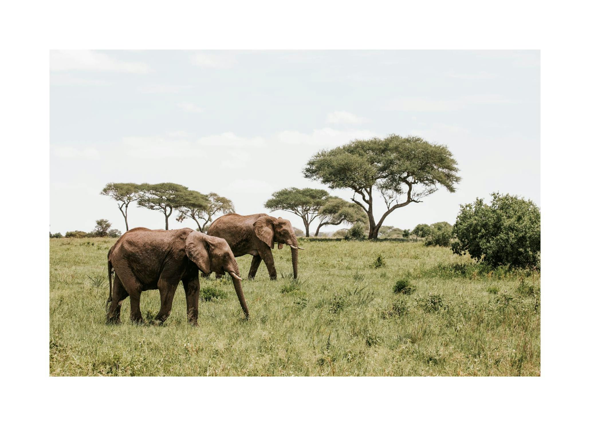 Prints - Elephants in the Wild​ Print (50x70 cm) - Studio Savanna