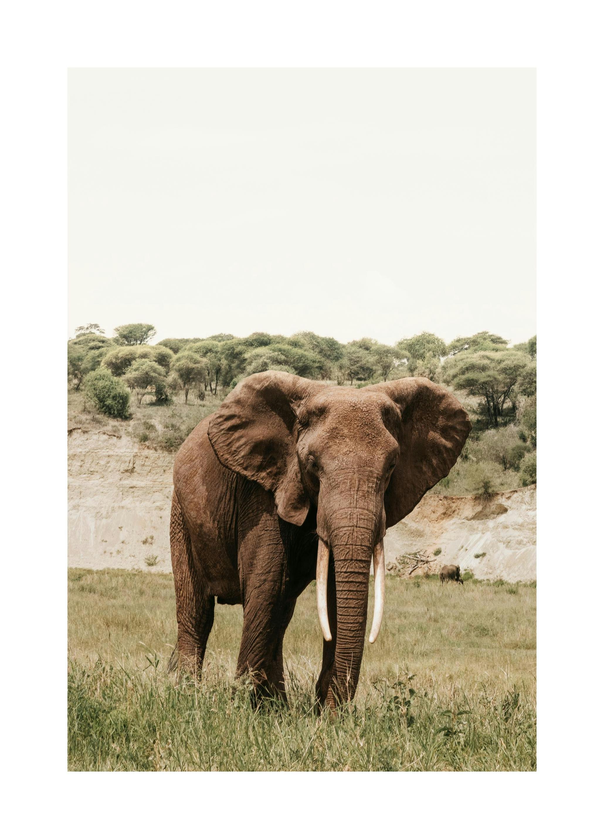 Prints - Giant Steps Print (30x40 cm) - Studio Savanna