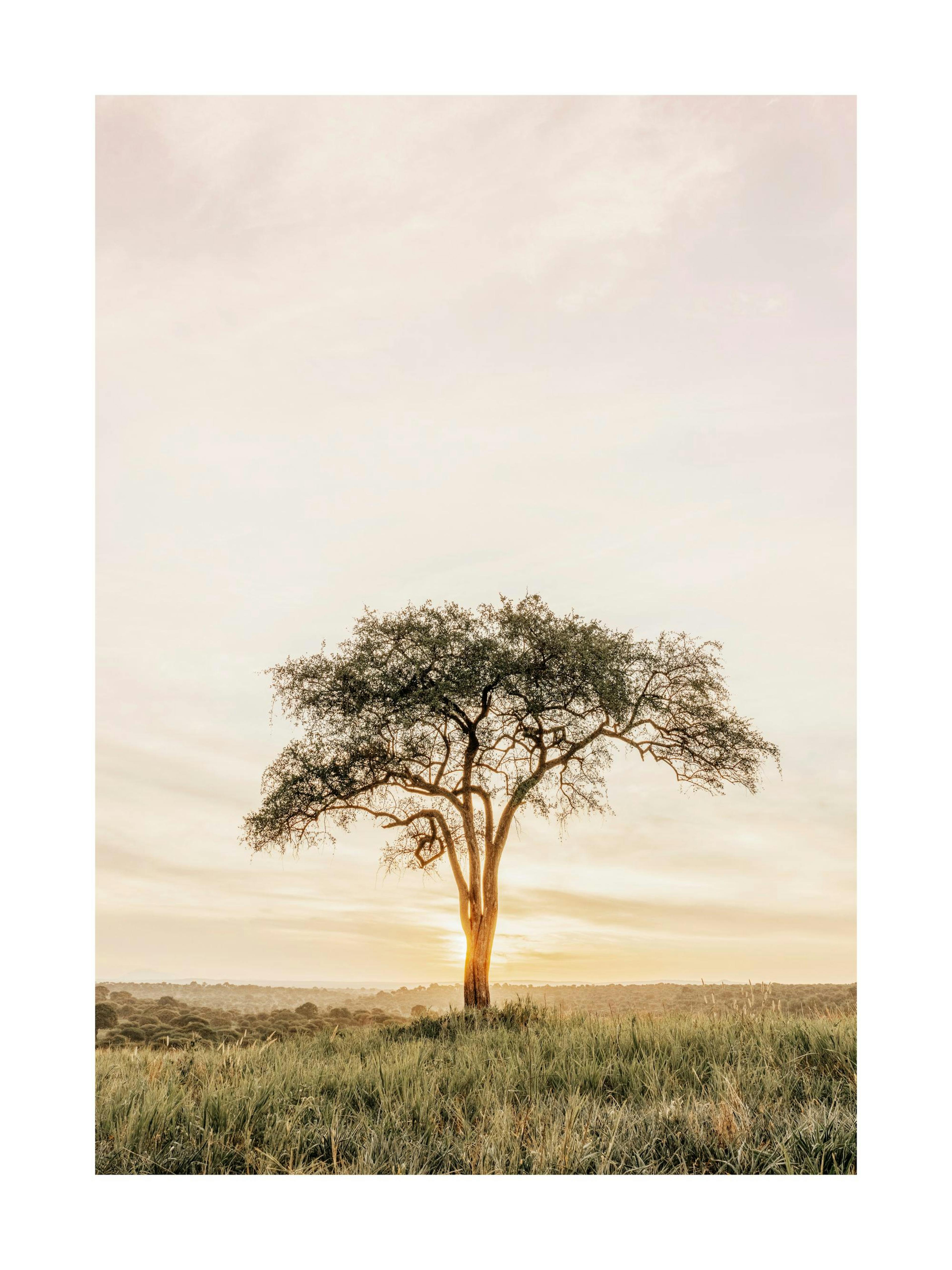 Acacia Tree Print