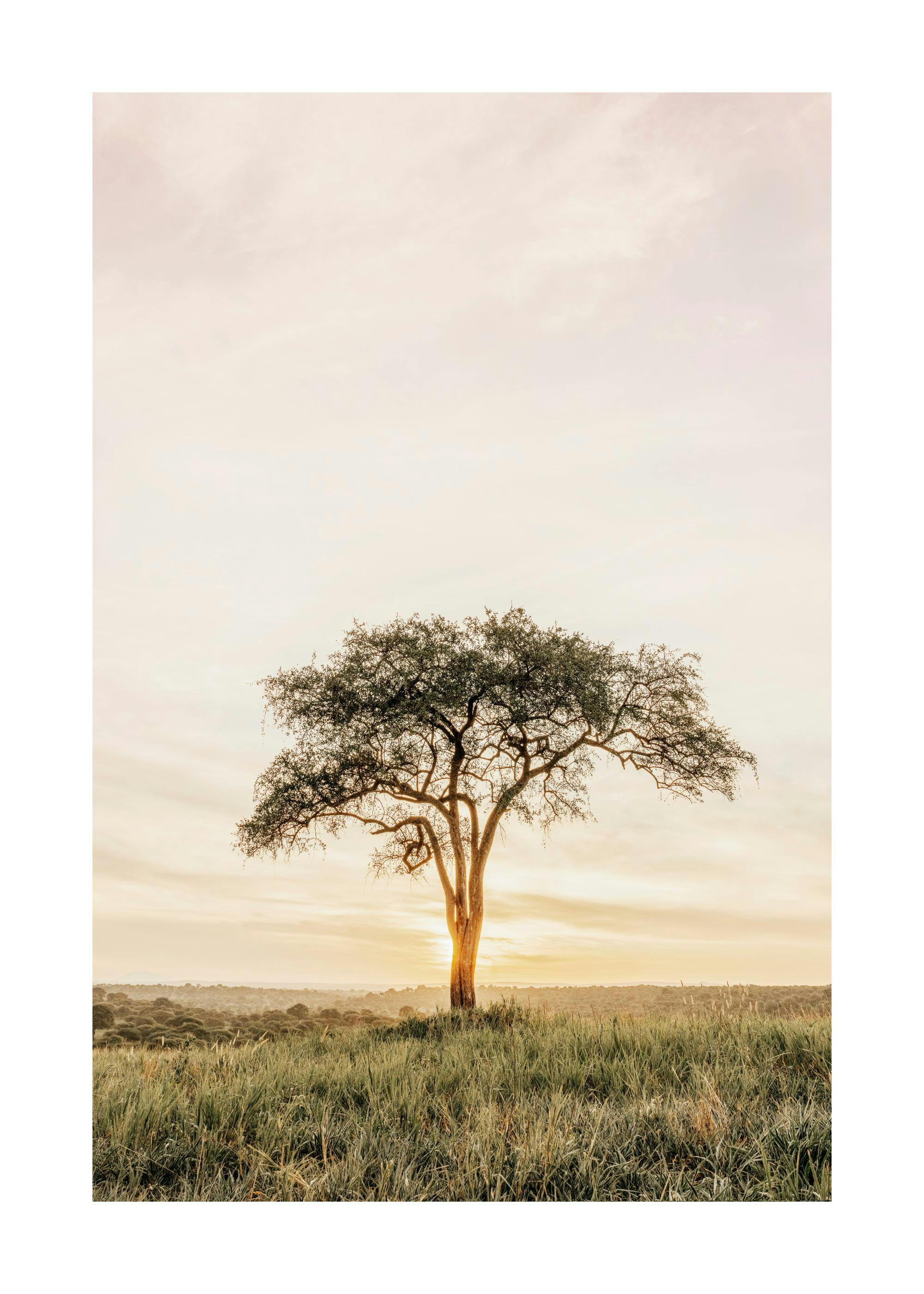 Acacia Tree Print 0