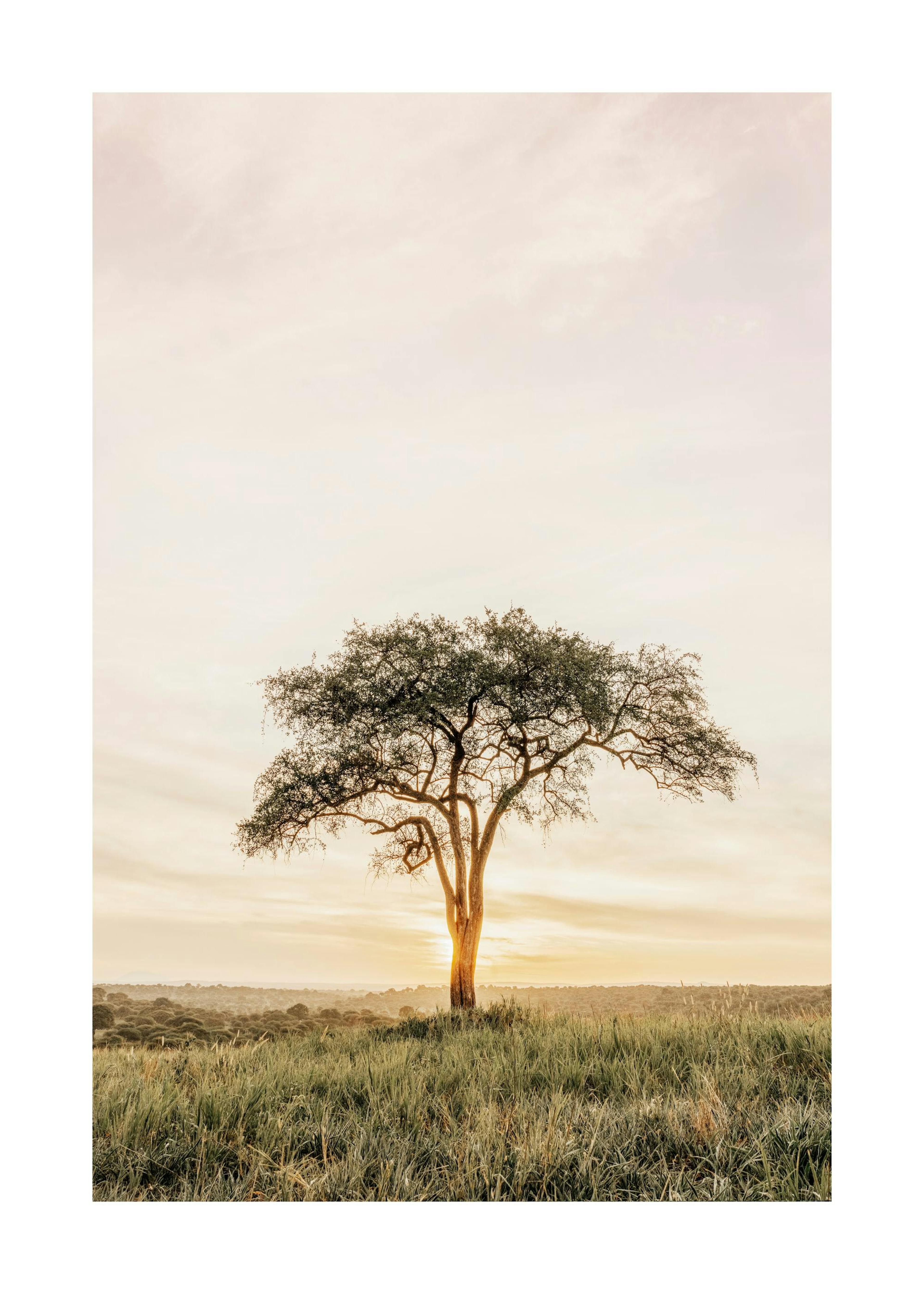 Studio Savanna 0
