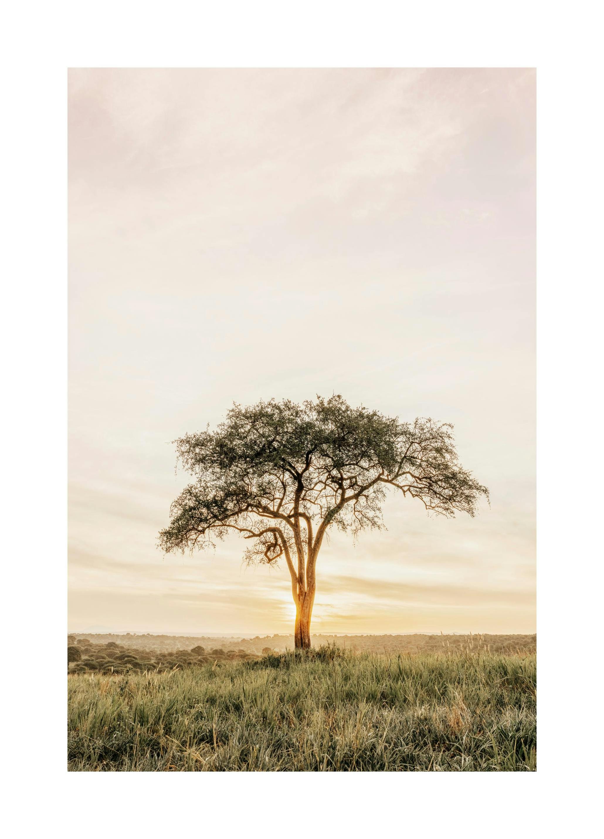 Prints - Acacia Tree Print (50x70 cm) - Studio Savanna