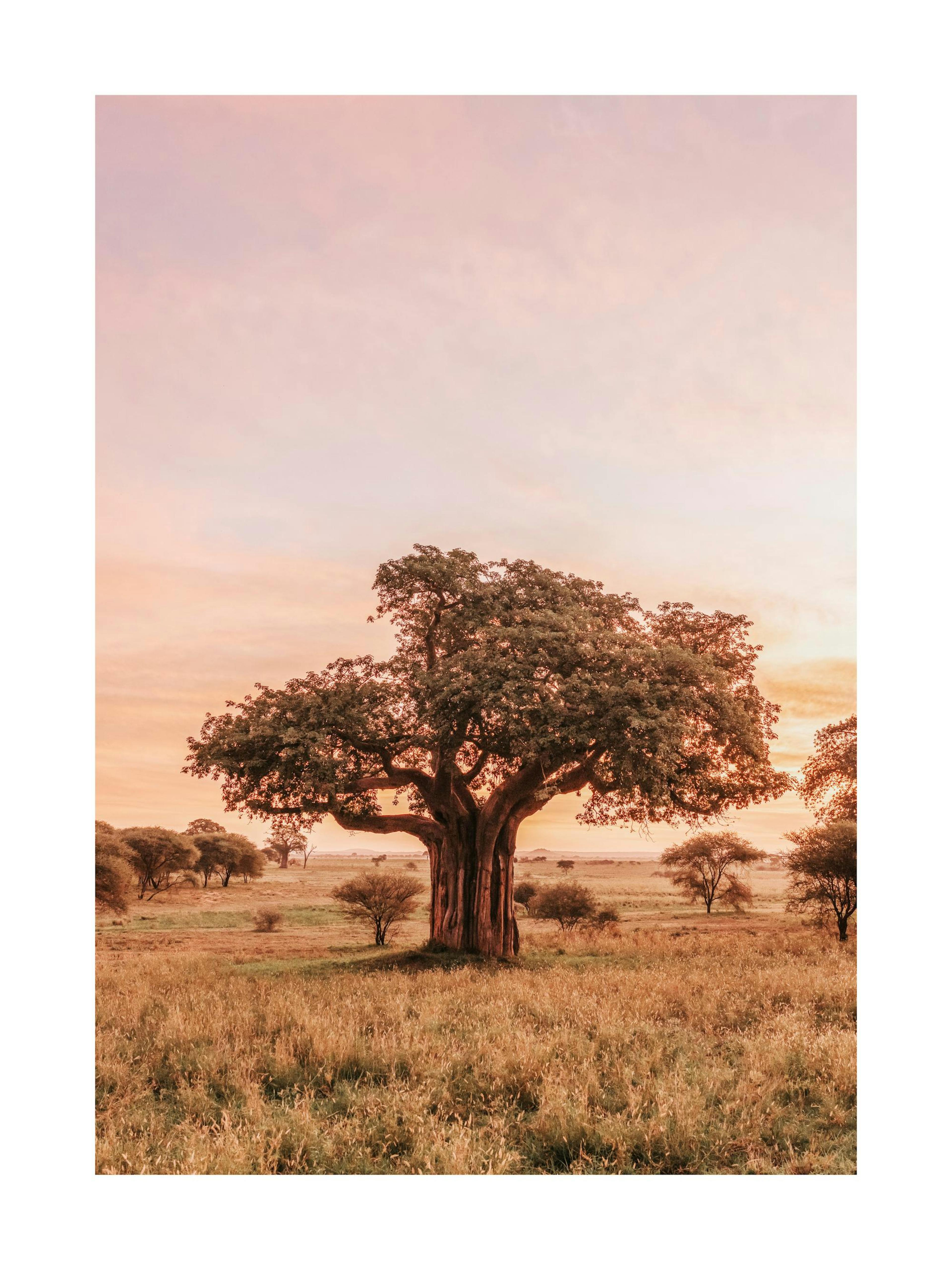 Baobab Tree in Sunrise Affiche