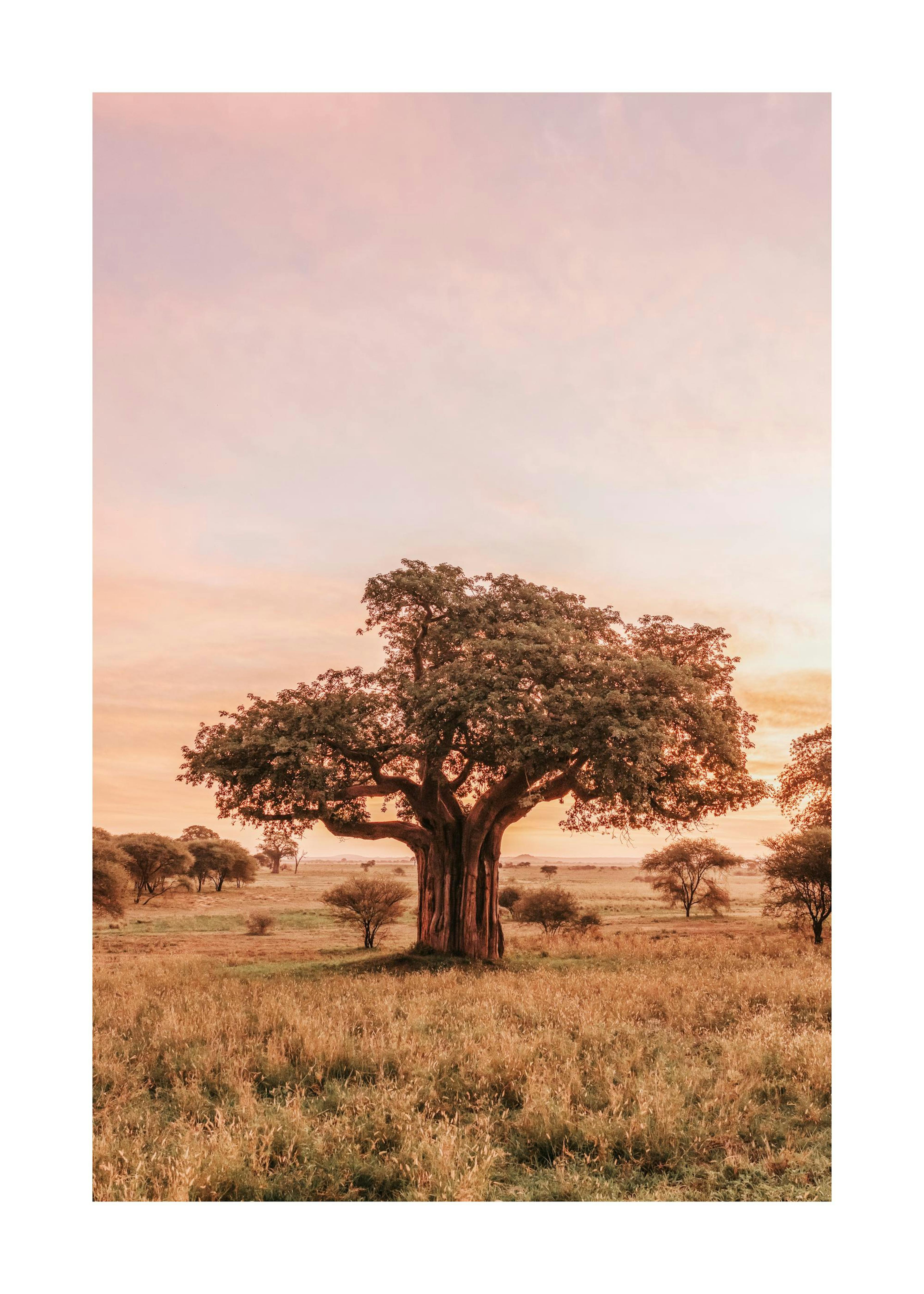 Baobab Tree in Sunrise Print 0