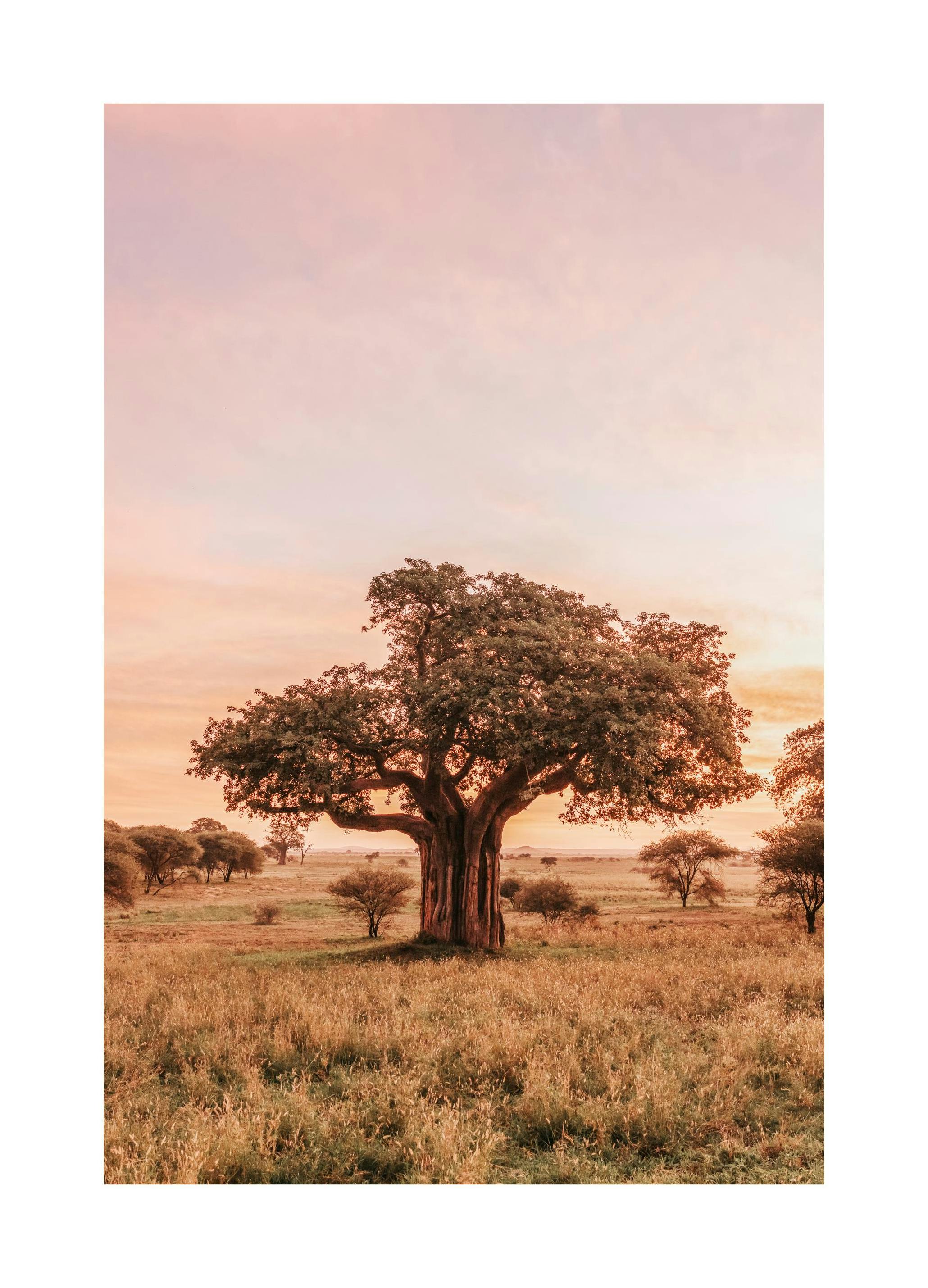 Baobab Tree in Sunrise Poster (30x40 cm) - Studio Savanna