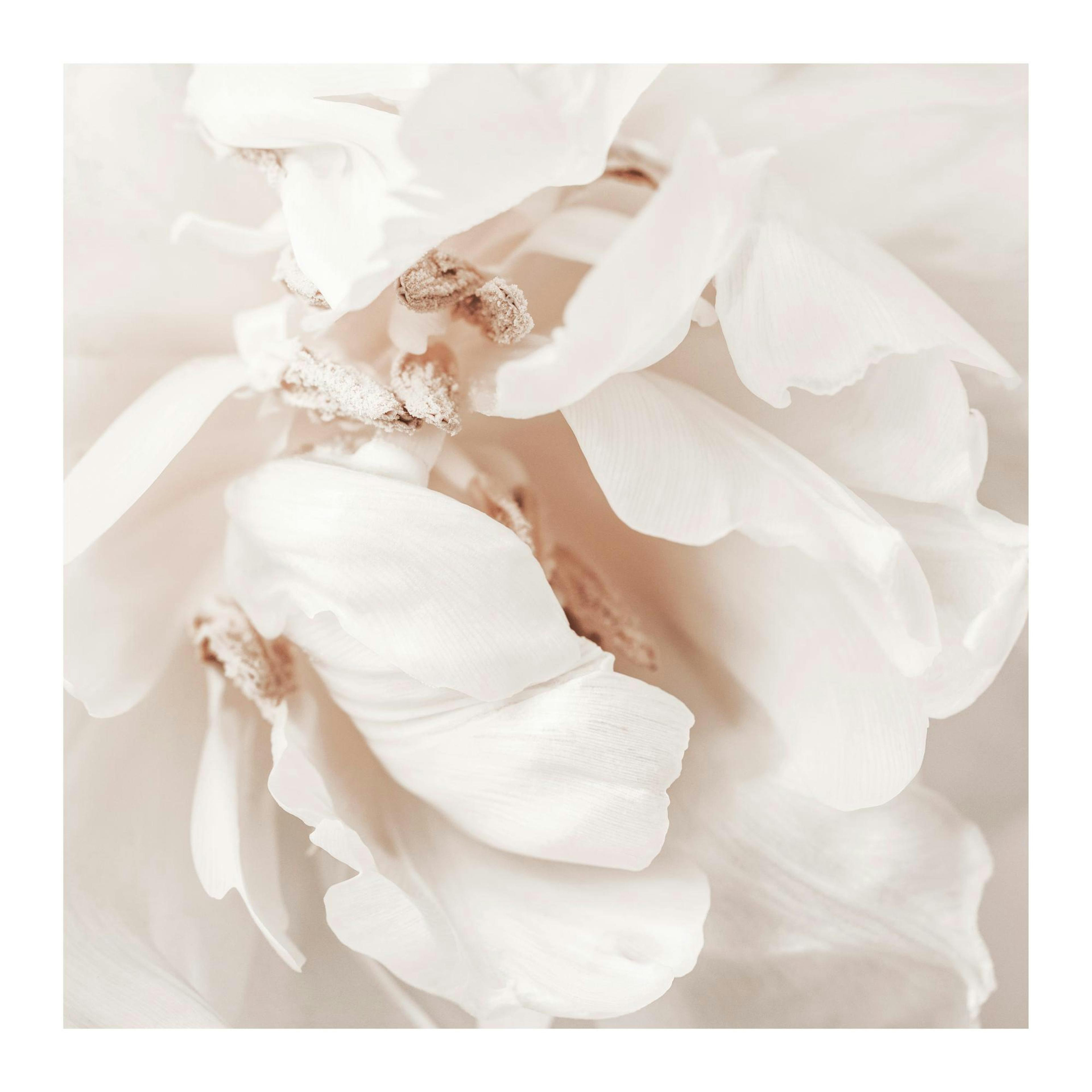 Flower Close up Print