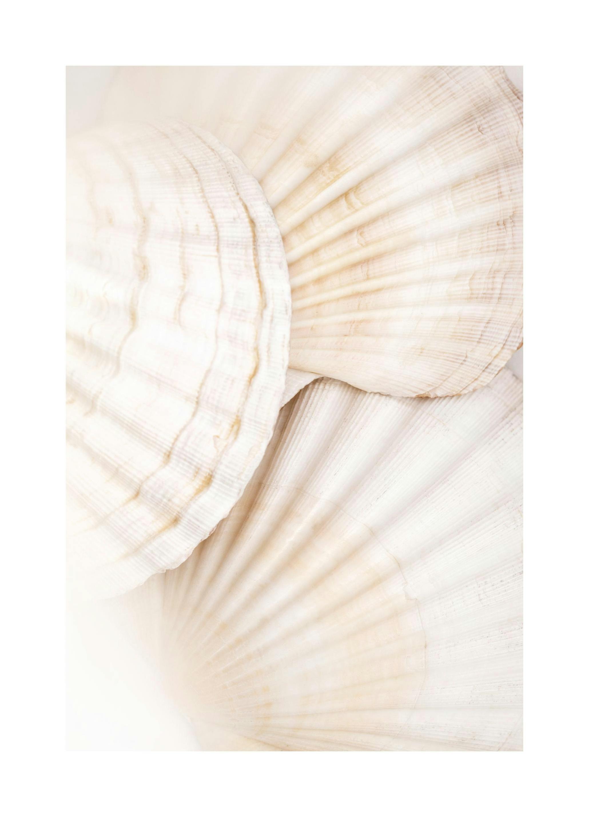 Close Up Shells Plakat (50x70 cm)- Fotografia
