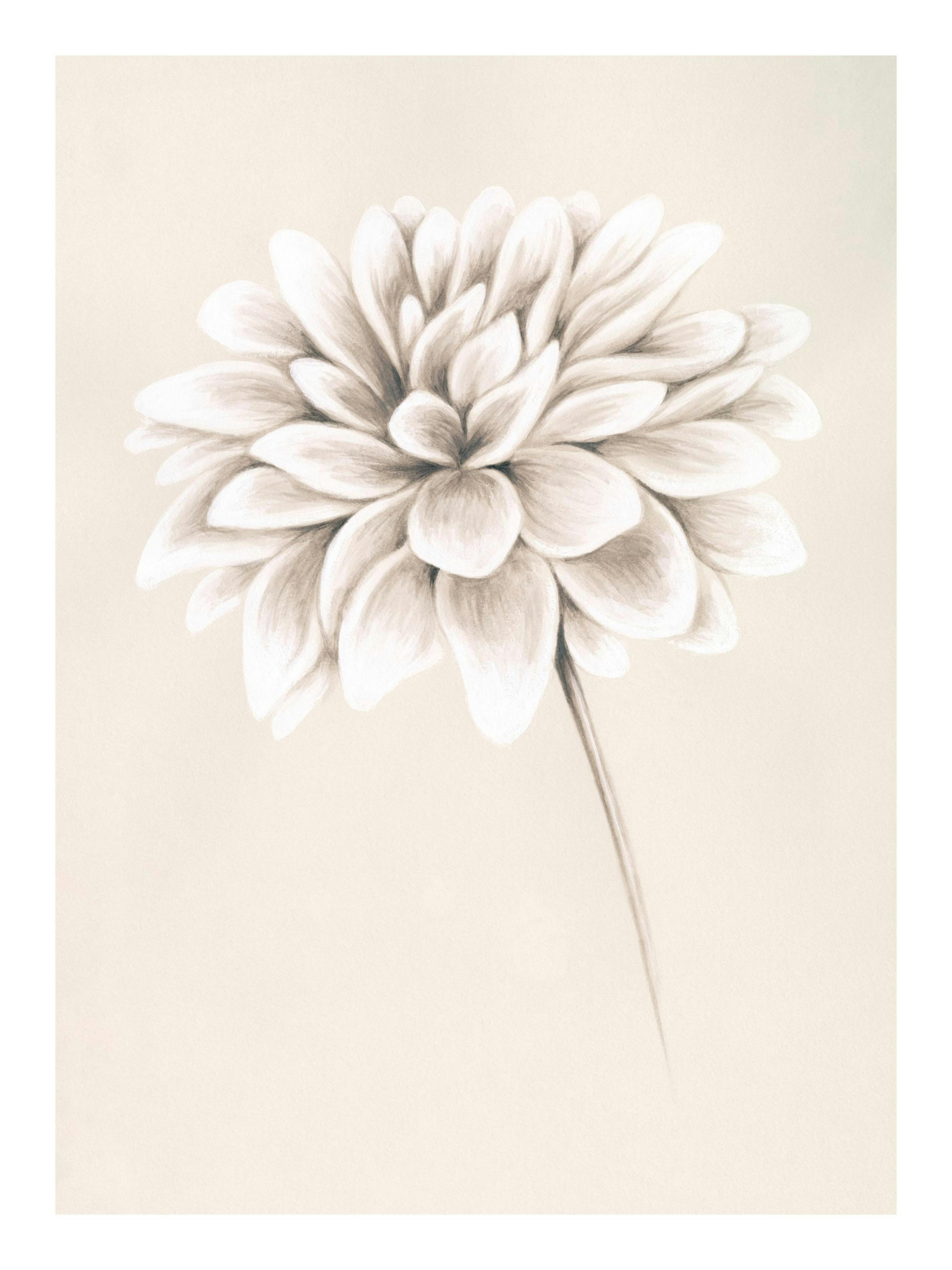Painted Dahlia Poster 0