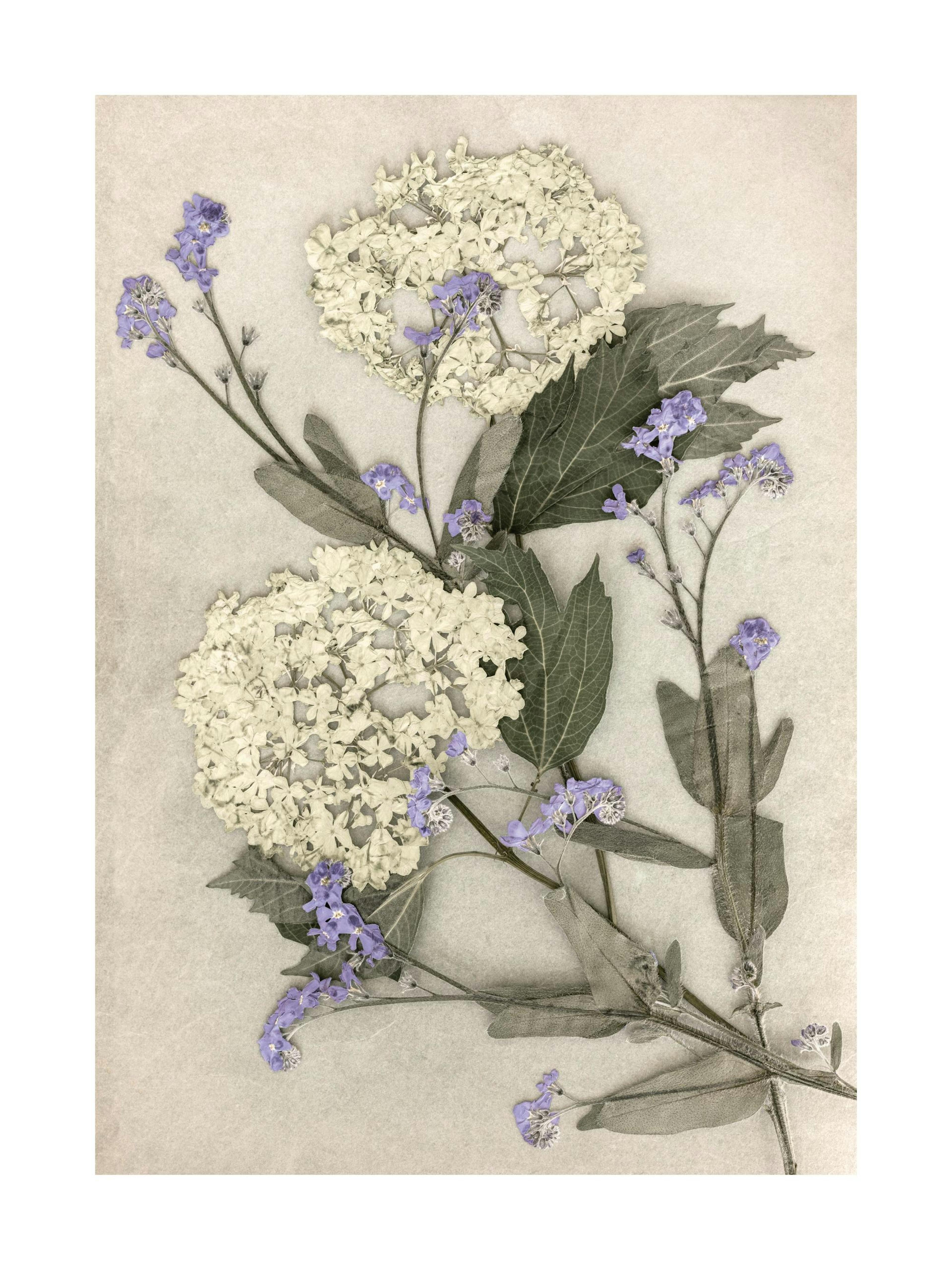 Pressed Flowers Print
