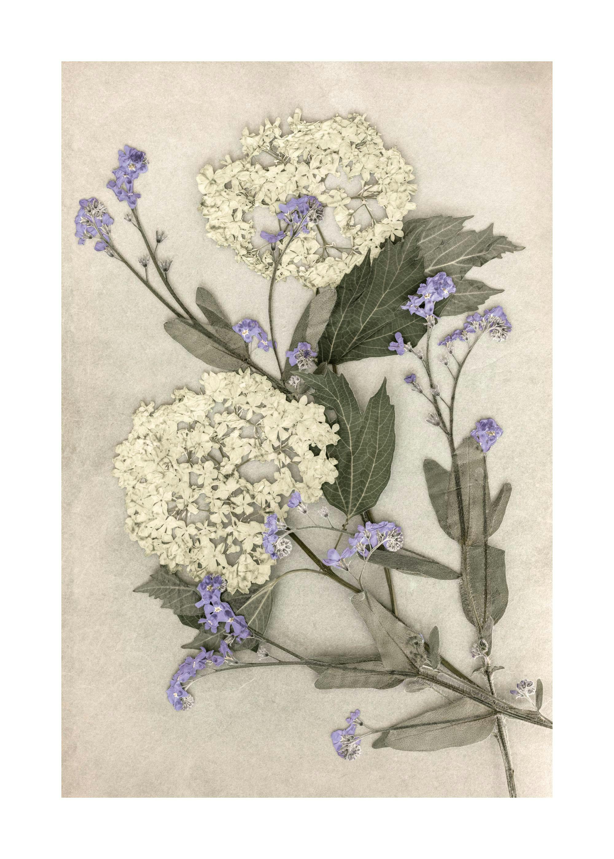Pressed Flowers Print 0