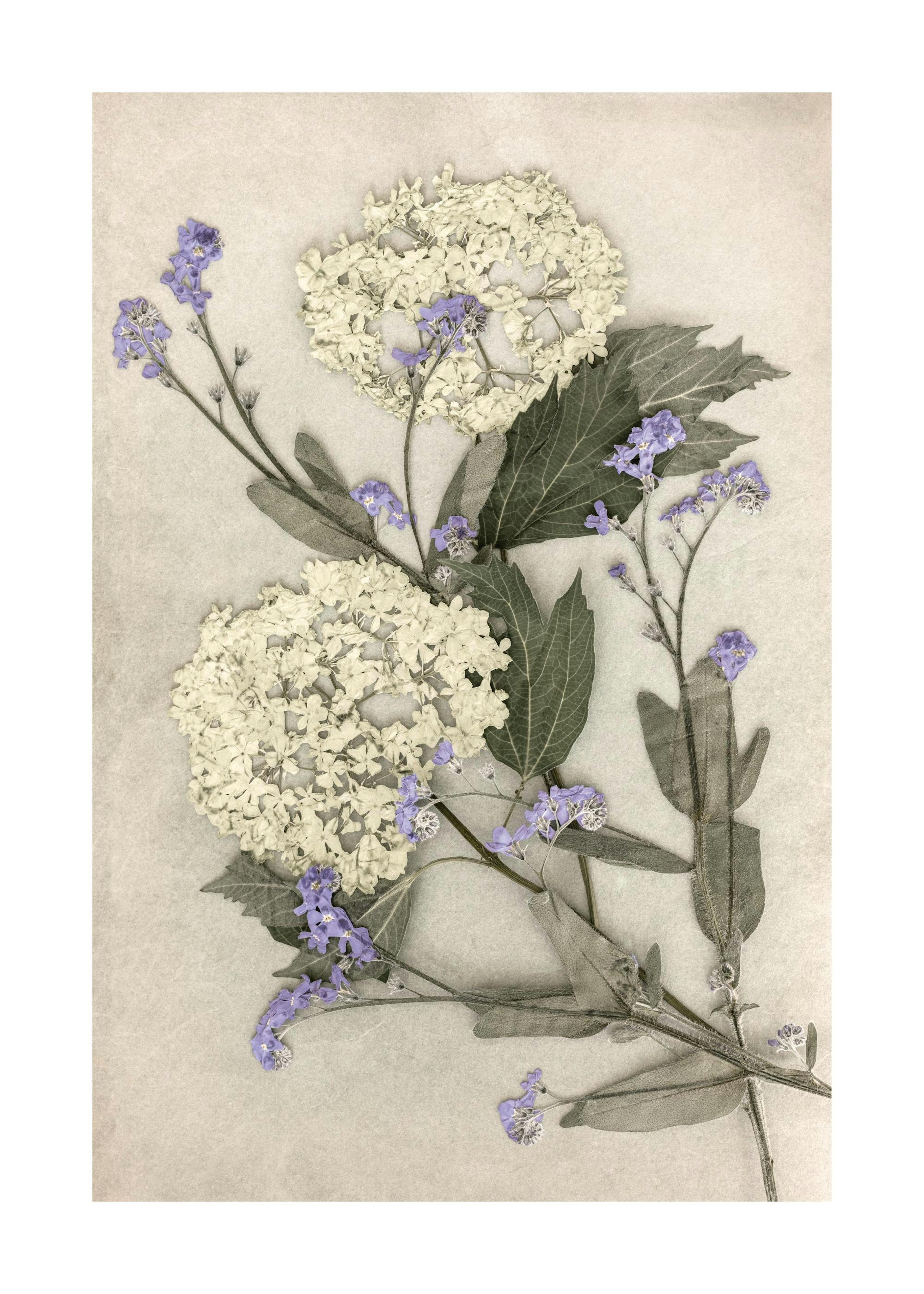 Pressed Flowers Print 0