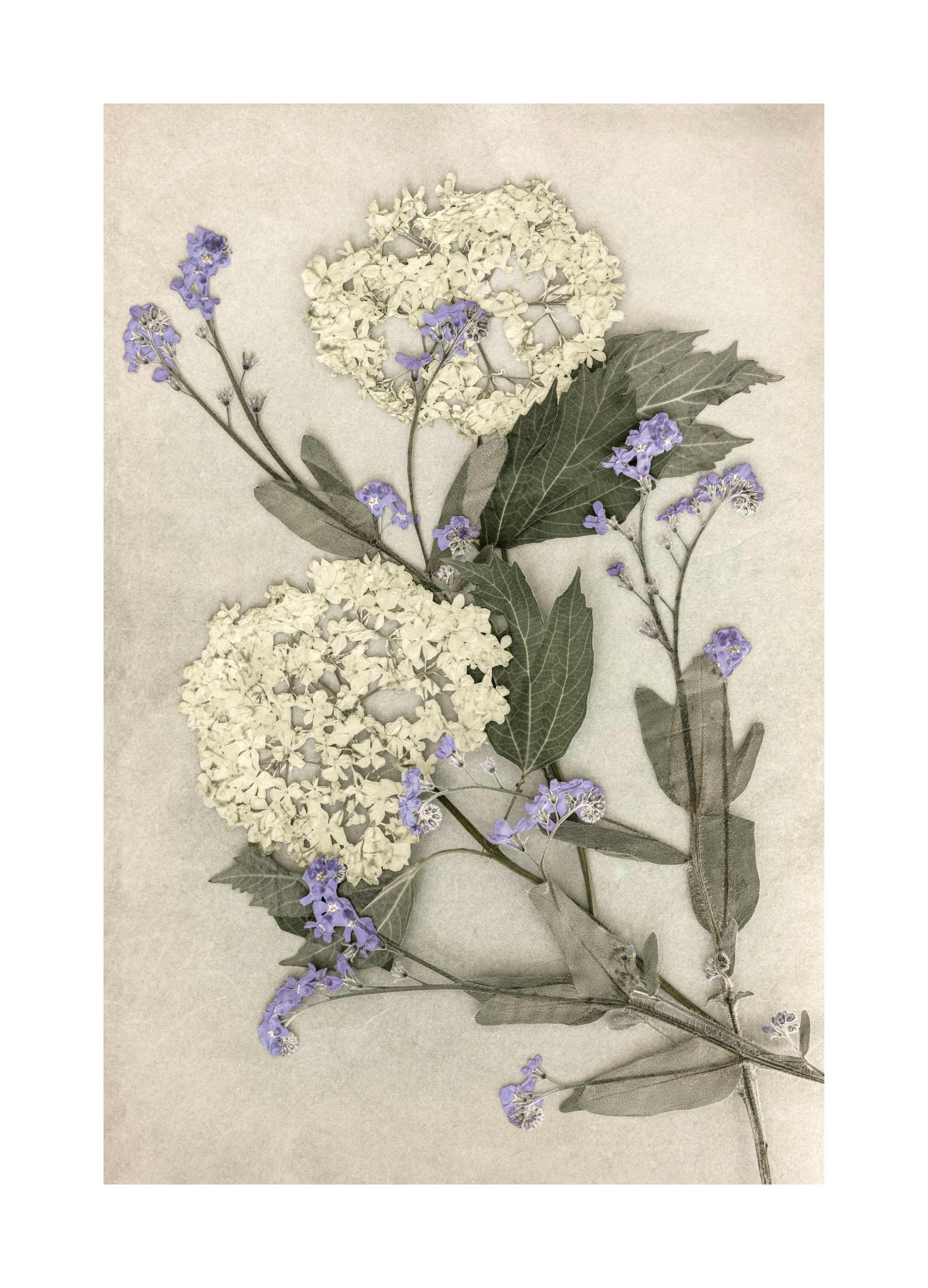 Pressed Flowers Print (50x70 cm)