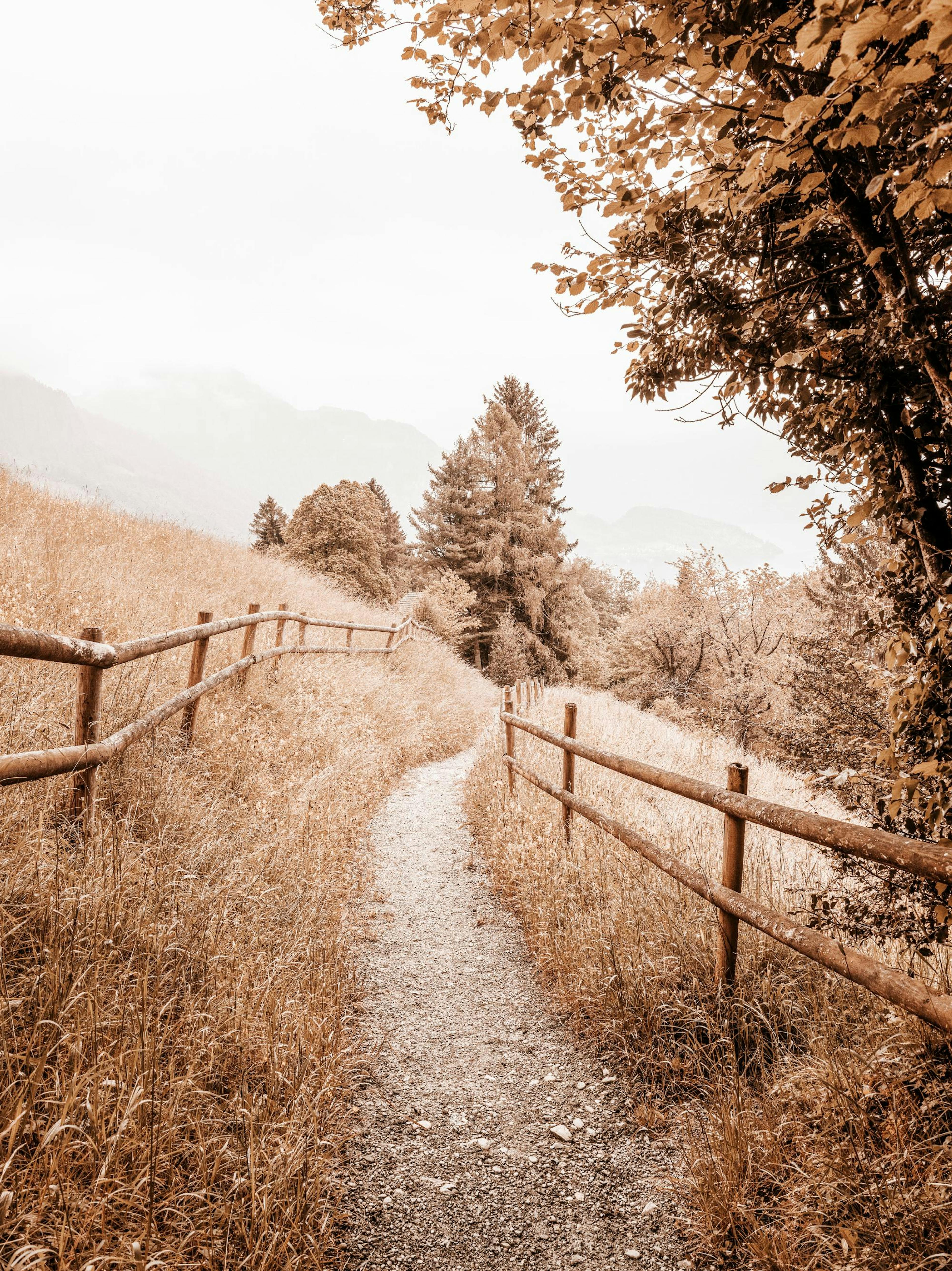 Path to Home Print