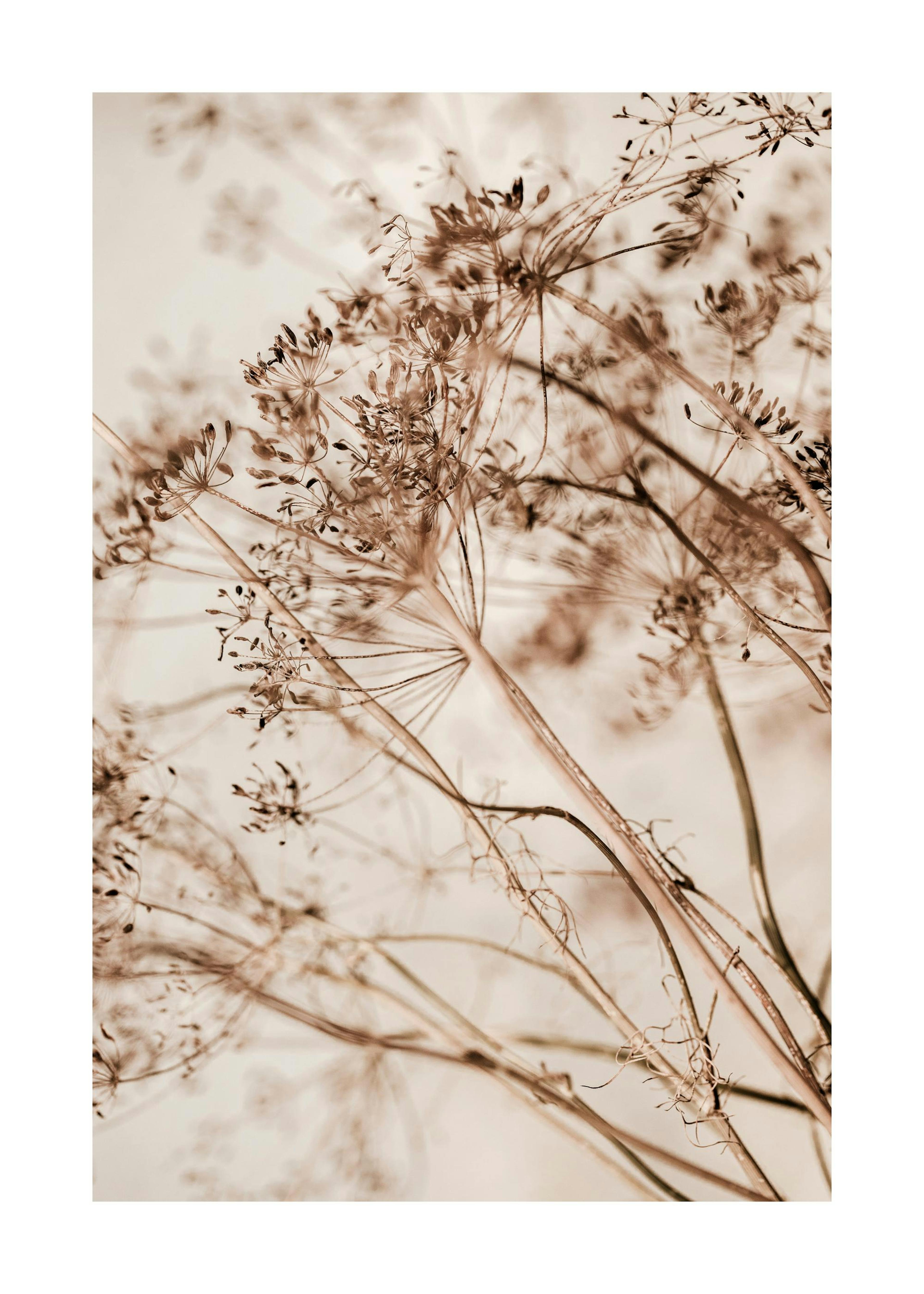 Dried Flourish Print 0