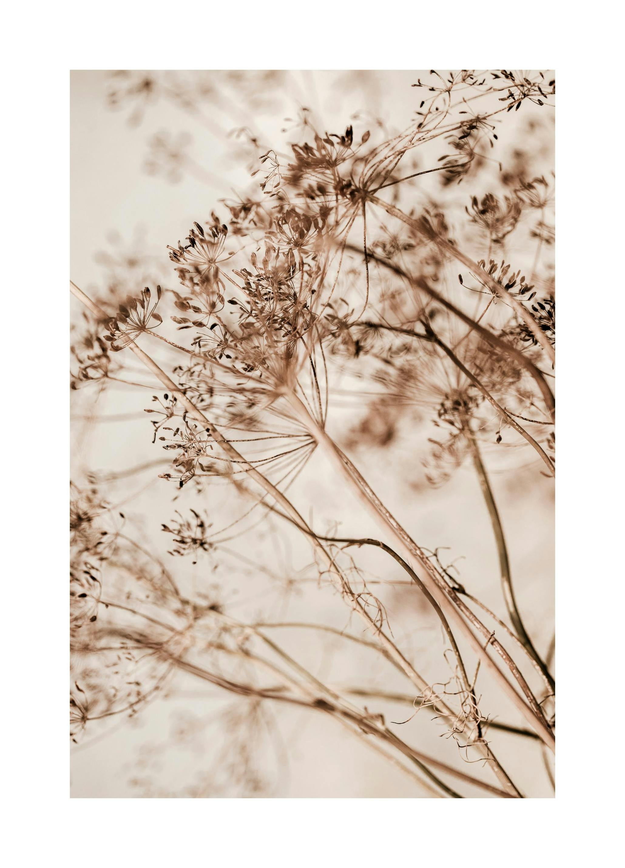 Dried Flourish Plakat (50x70 cm)- Plakaty botaniczne