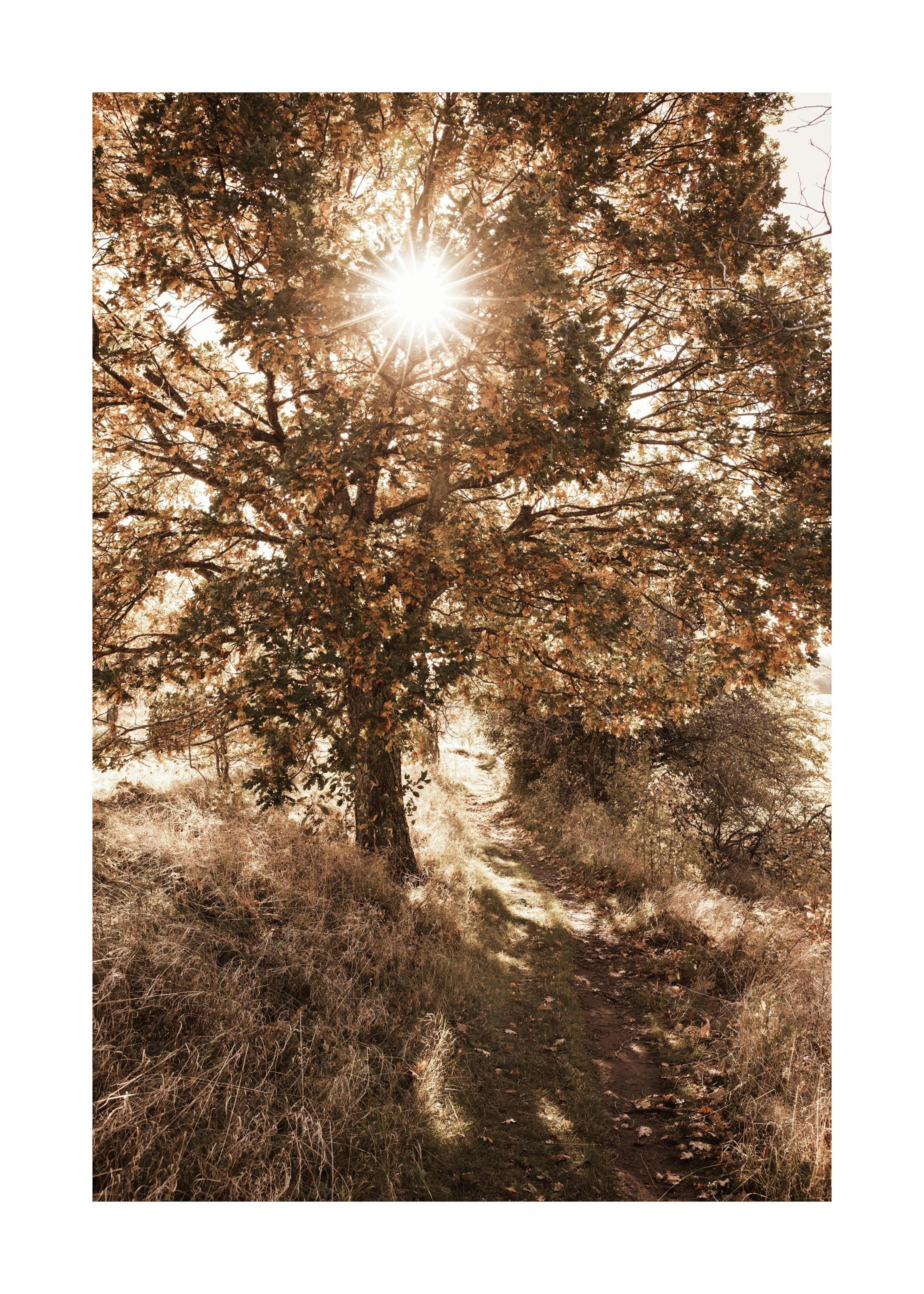 Day Tree Print 0