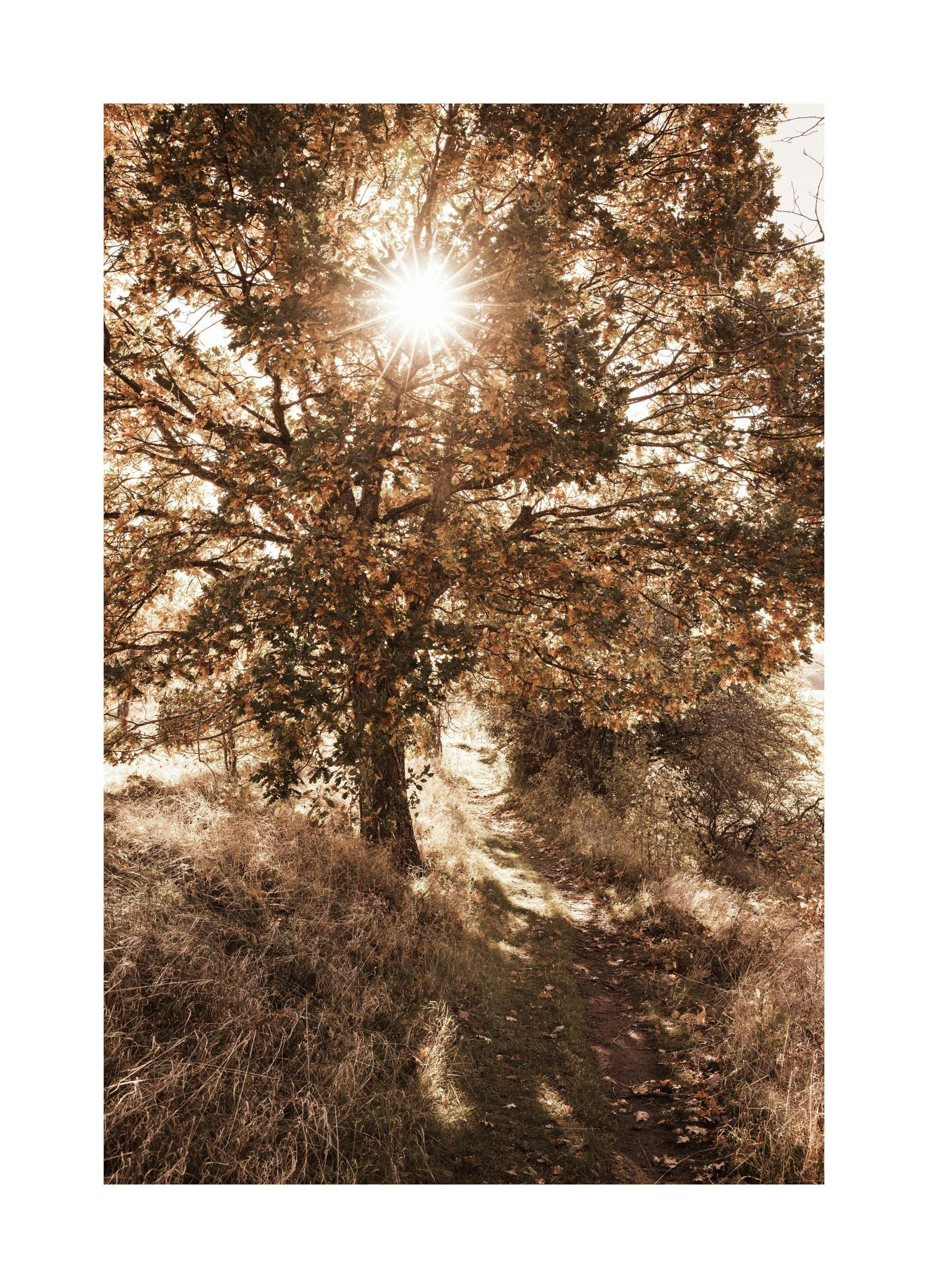 Prints - Day Tree Print (30x40 cm) - Nature prints