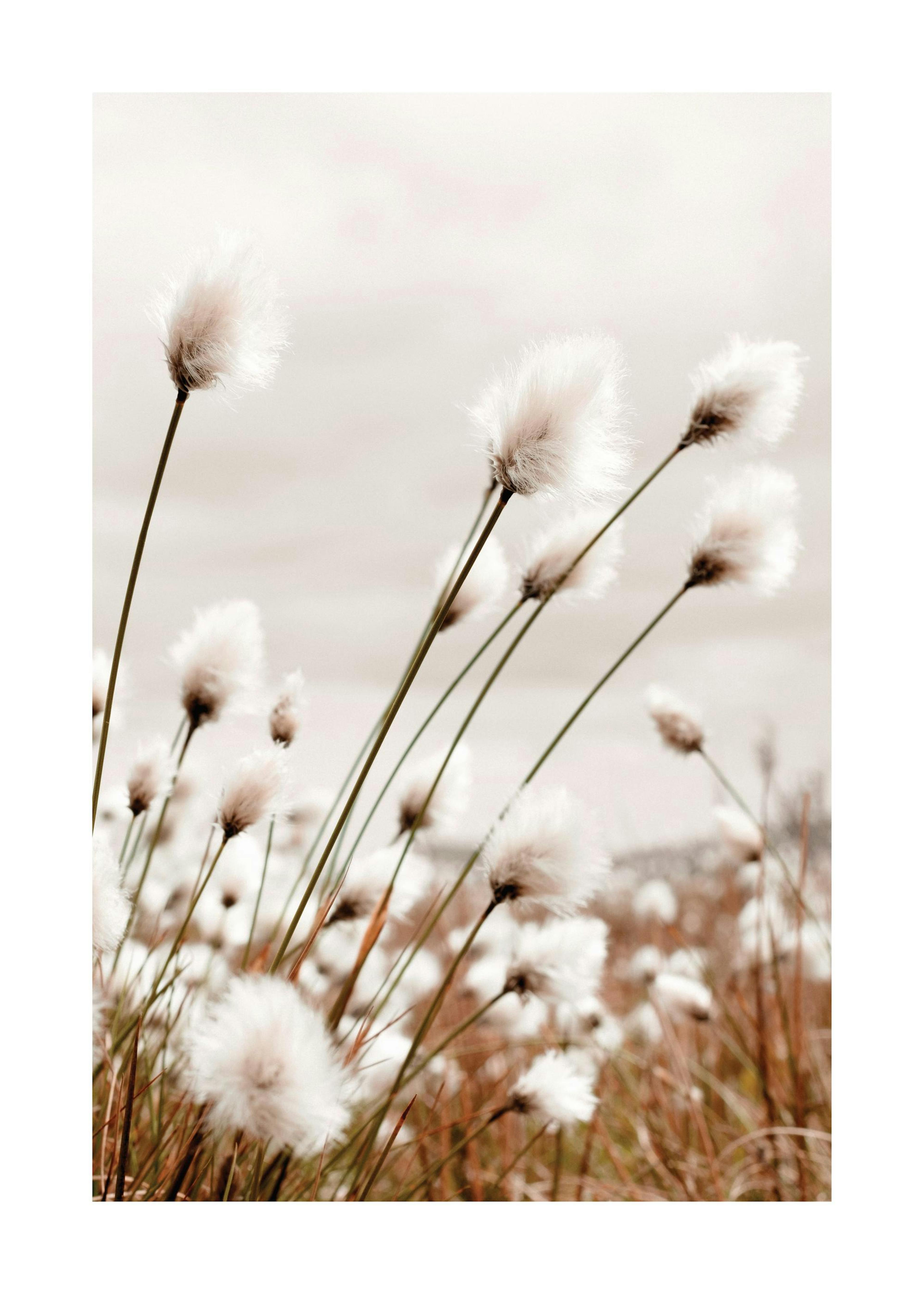 Moody Cottongrass Print 0