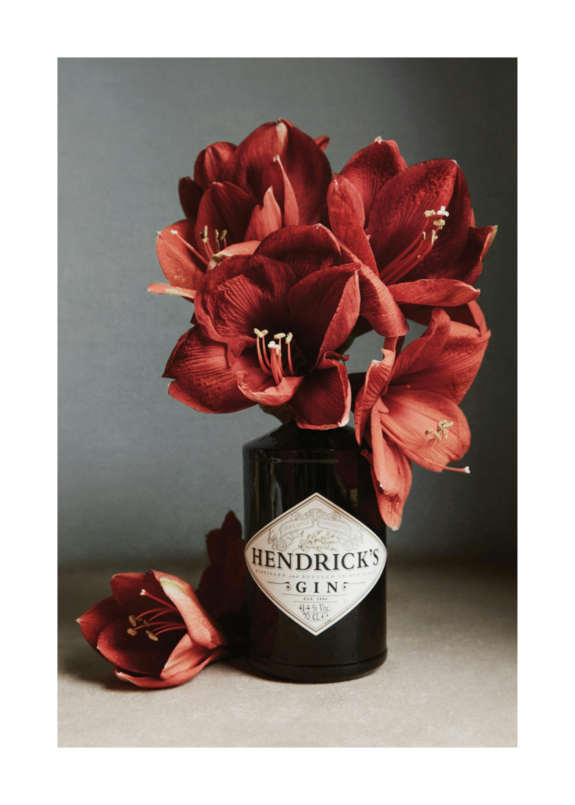 Gin and Red Amaryllis Print 0