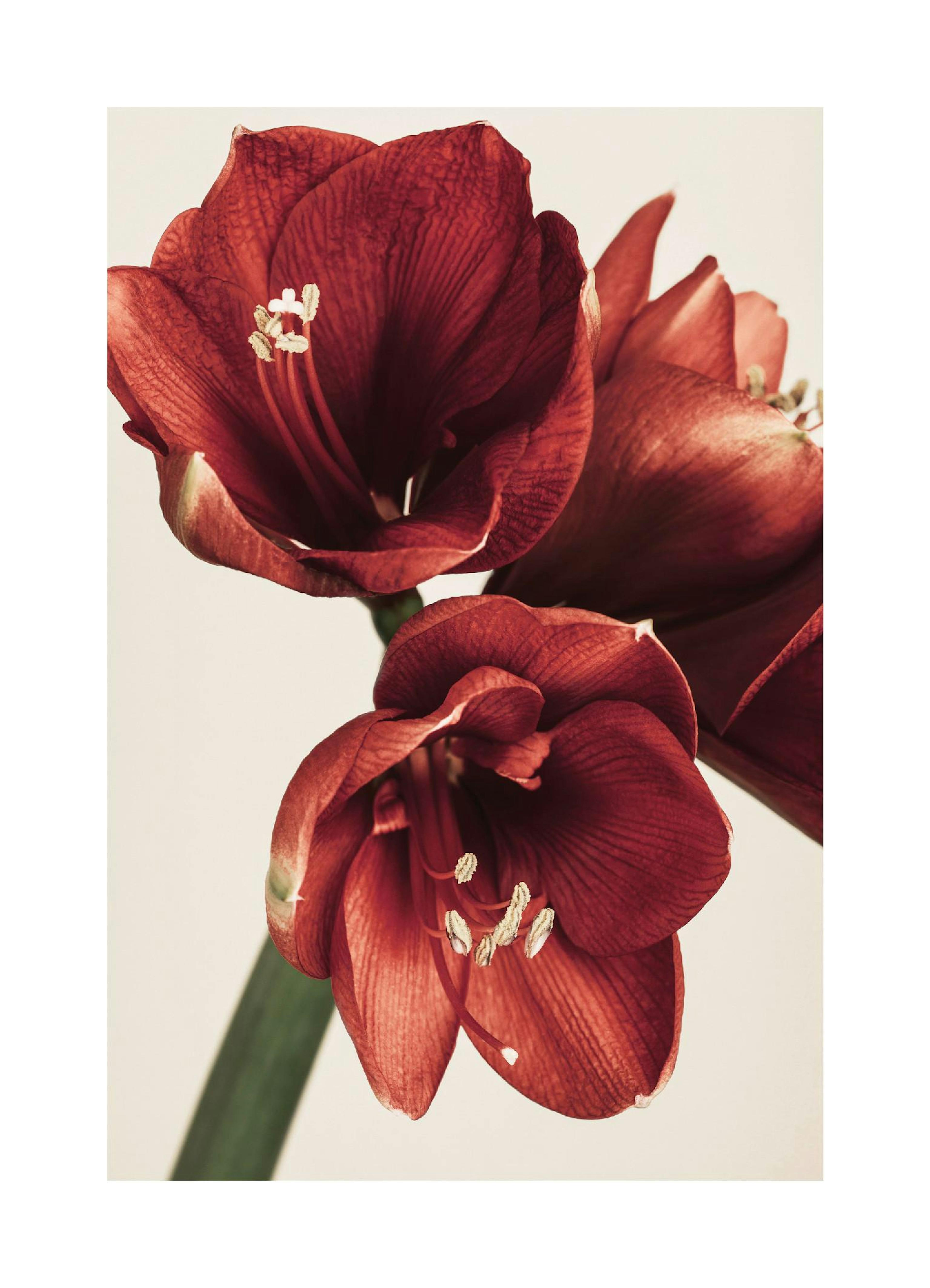 Amaryllis in Red Print