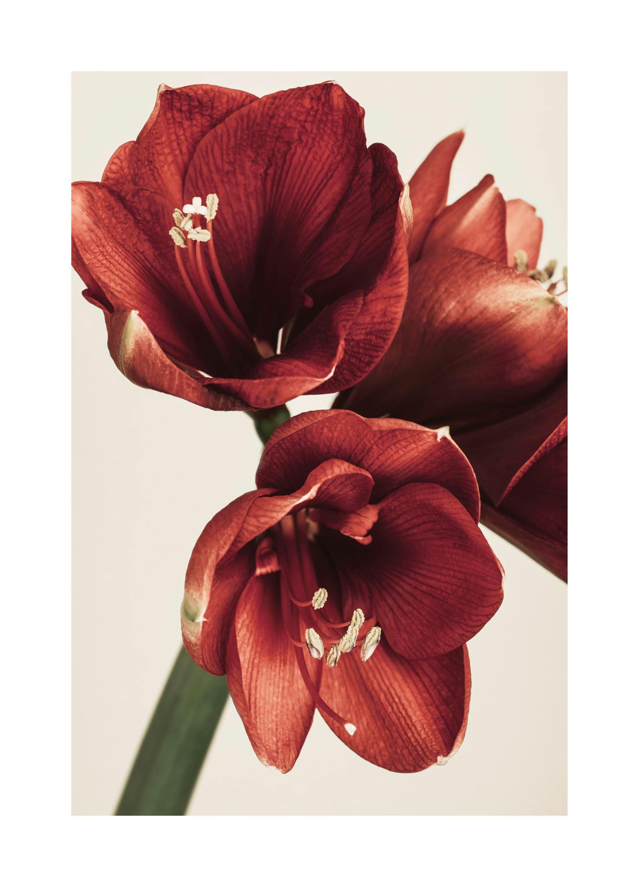 Amaryllis in Red Poster (30x40 cm) -  Poster mit Blumenmotiven