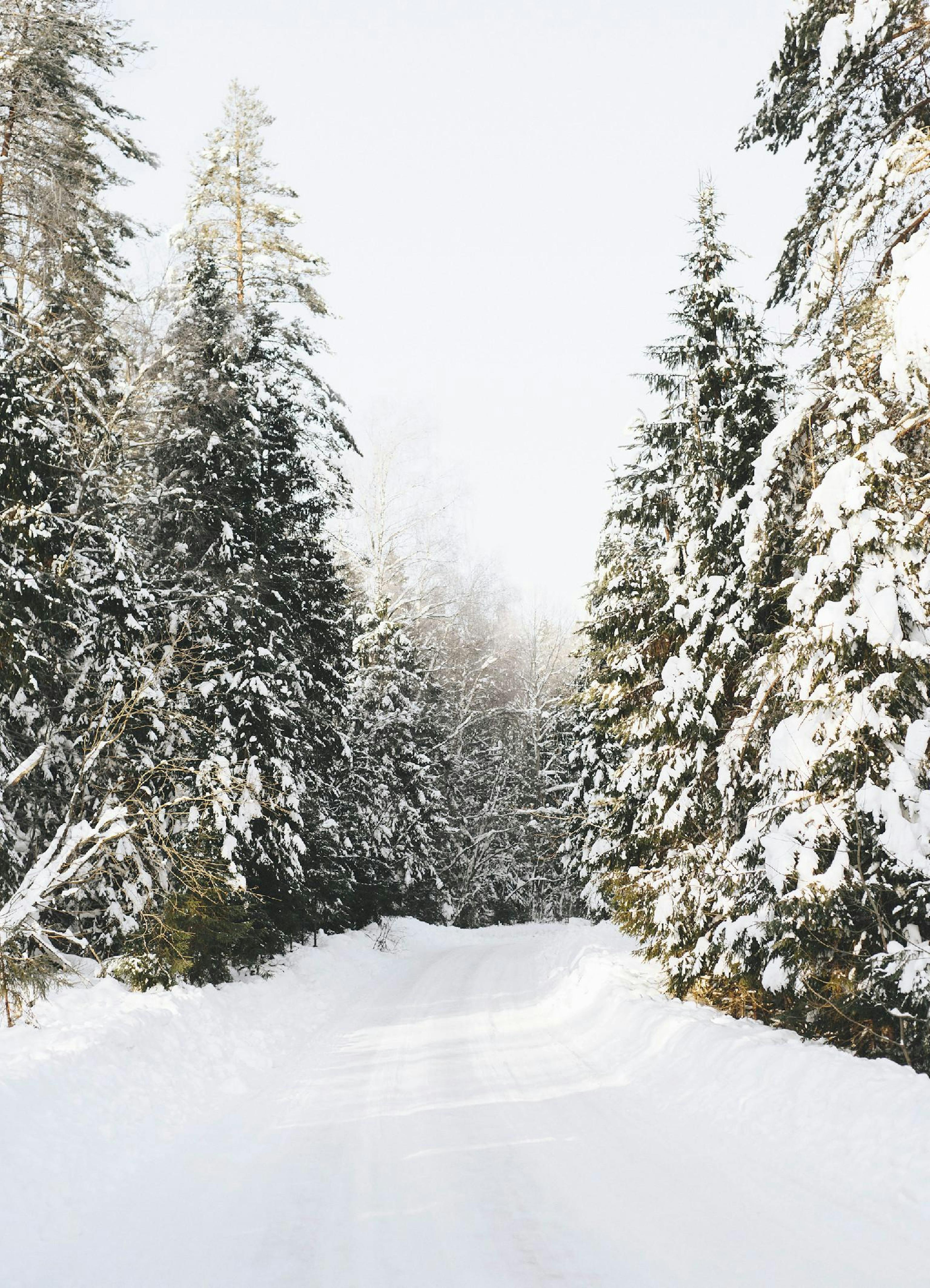 Coniferous Tree Road Print
