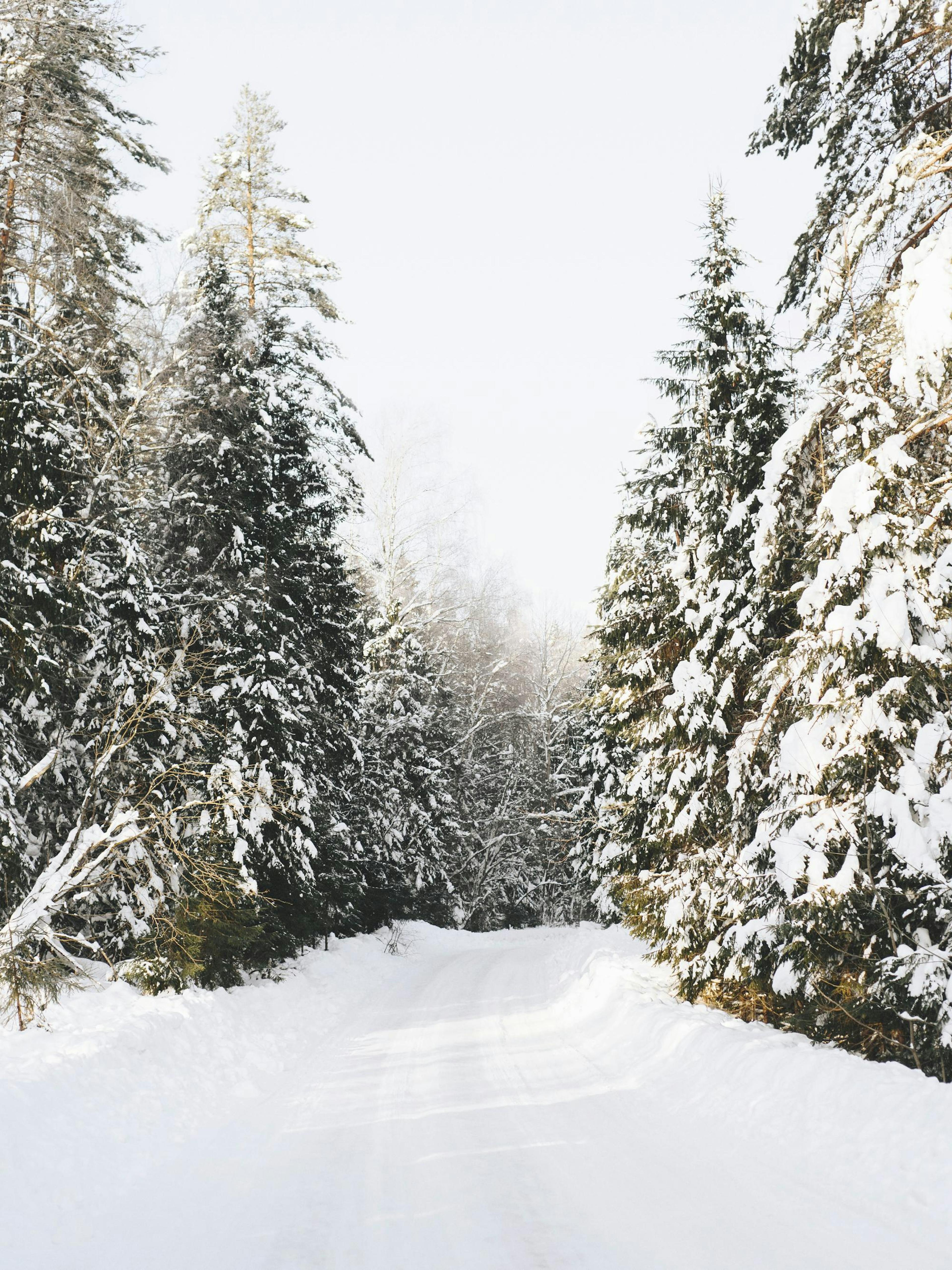 Coniferous Tree Road Print 0