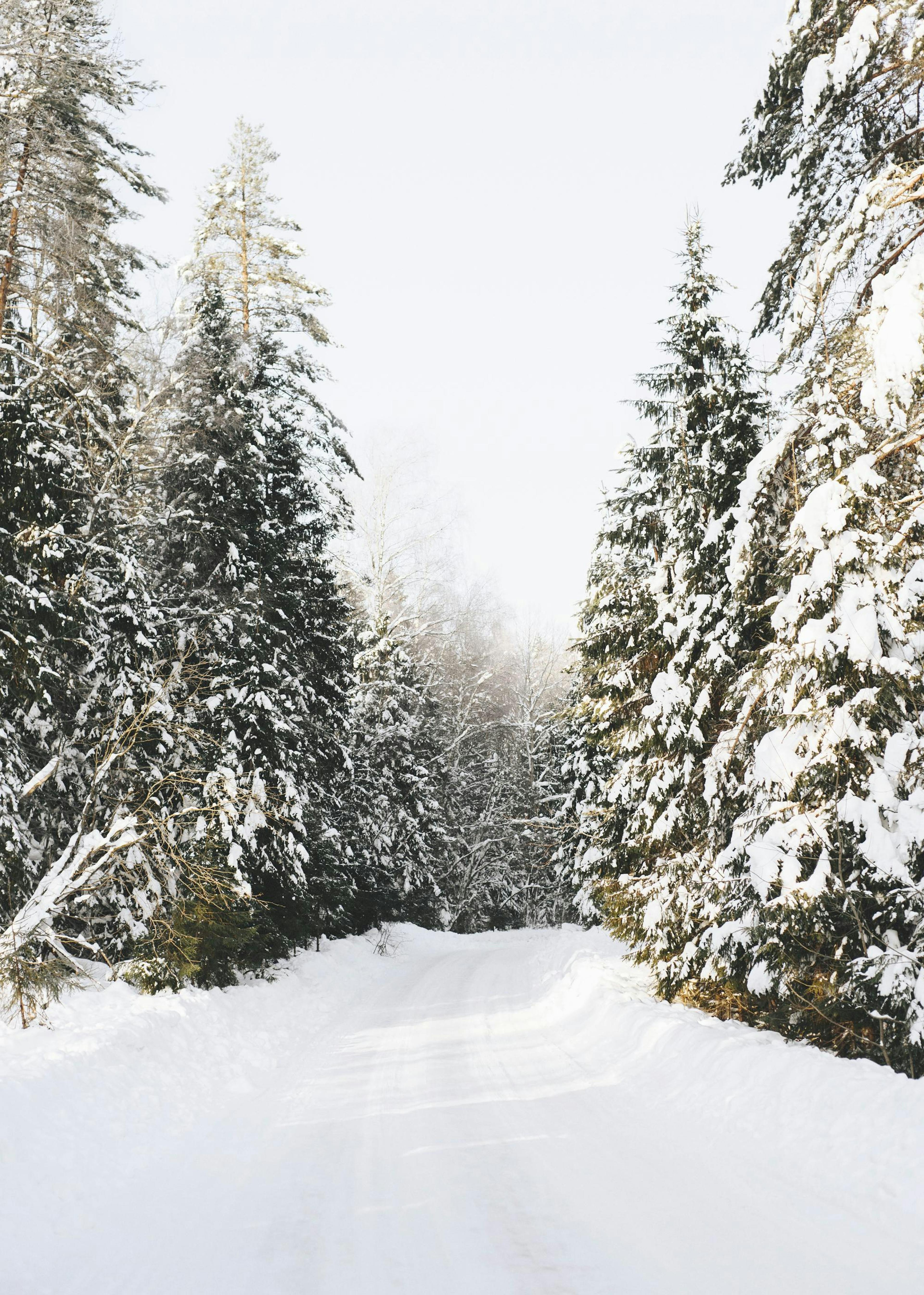Coniferous Tree Road Print 0