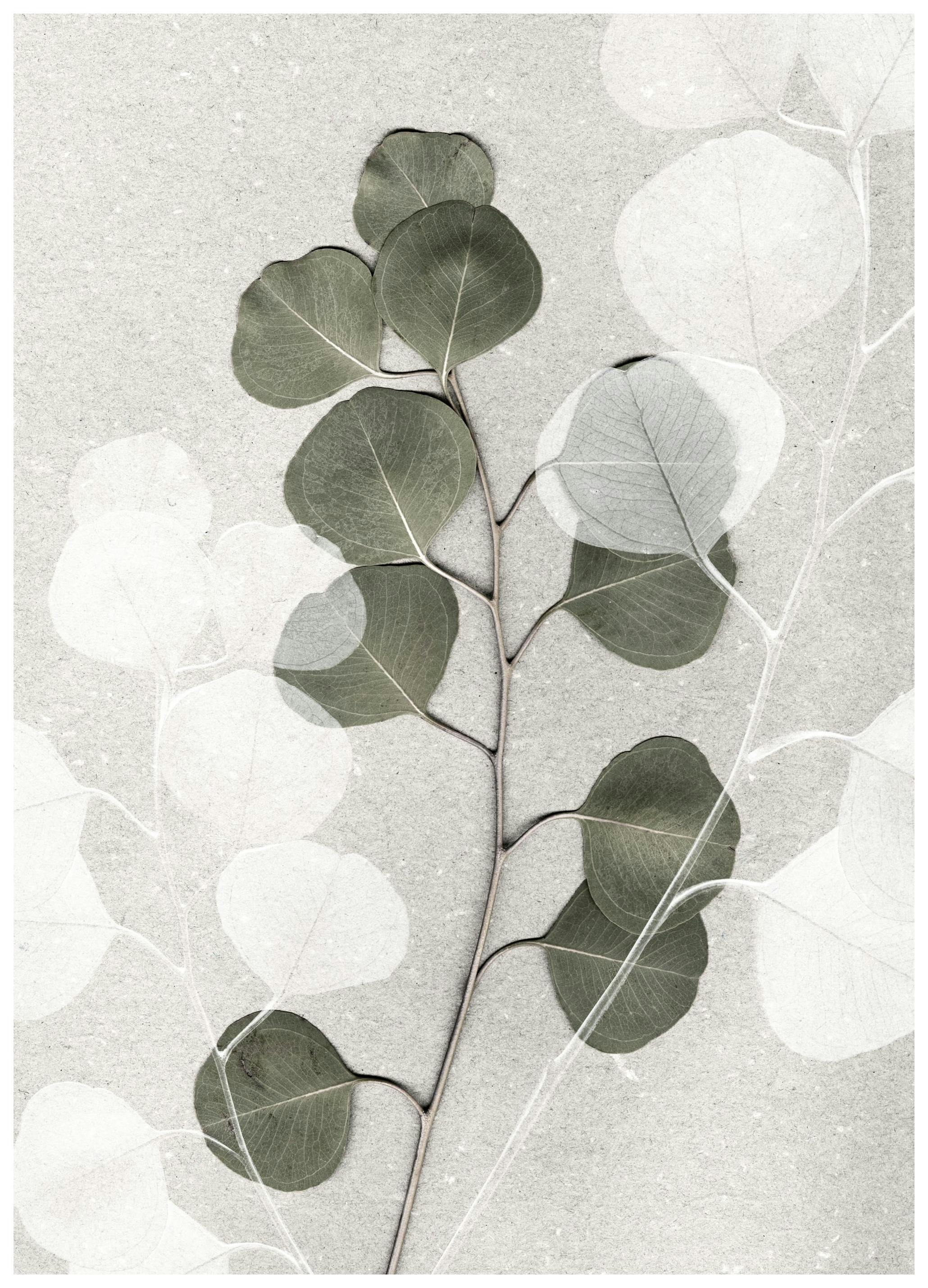 Eucalyptus Art No2 Poster (50x70 cm) -  Poster mit Pflanzenmotiven