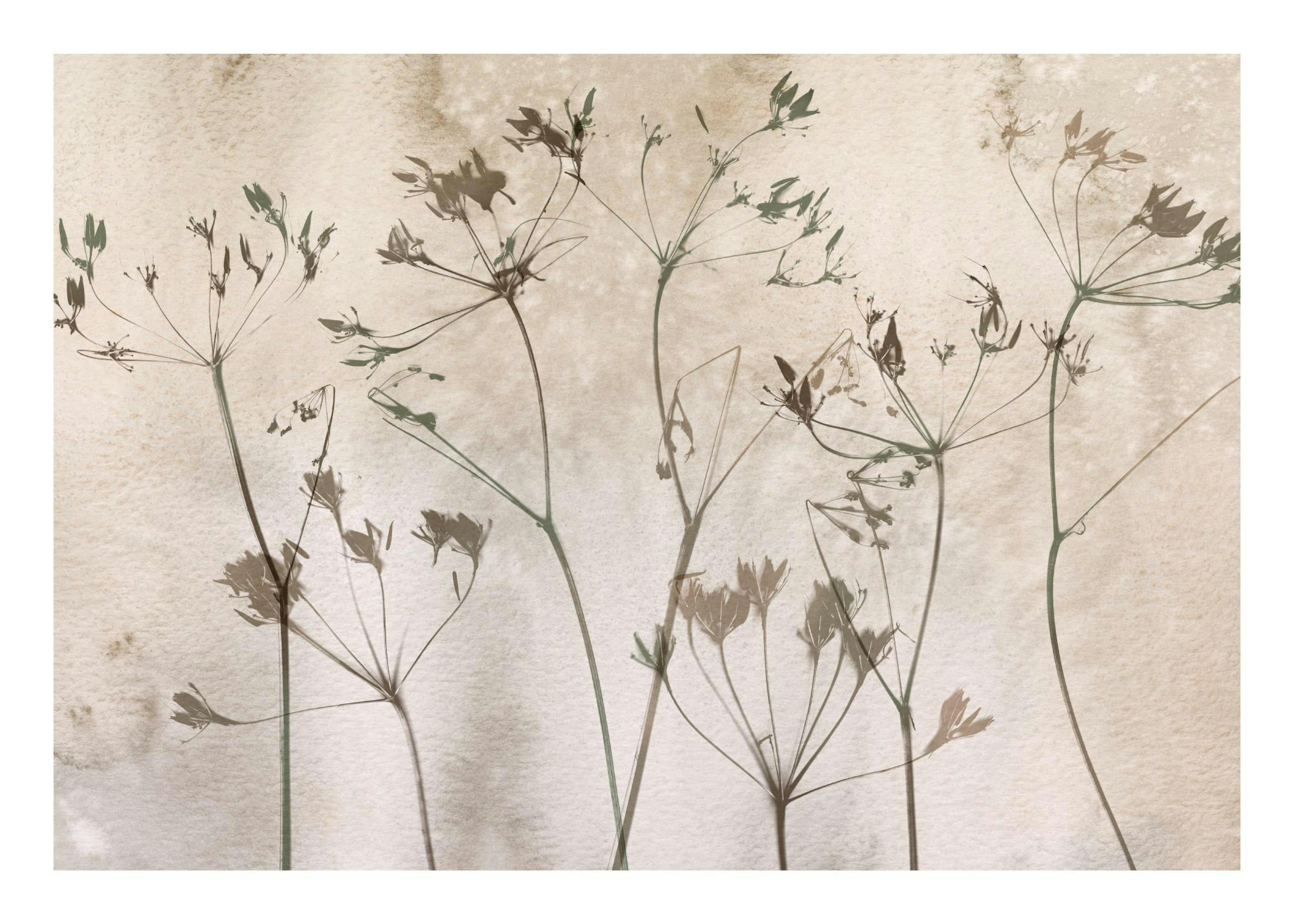 Dried Flowers Art No1 Plakát 0