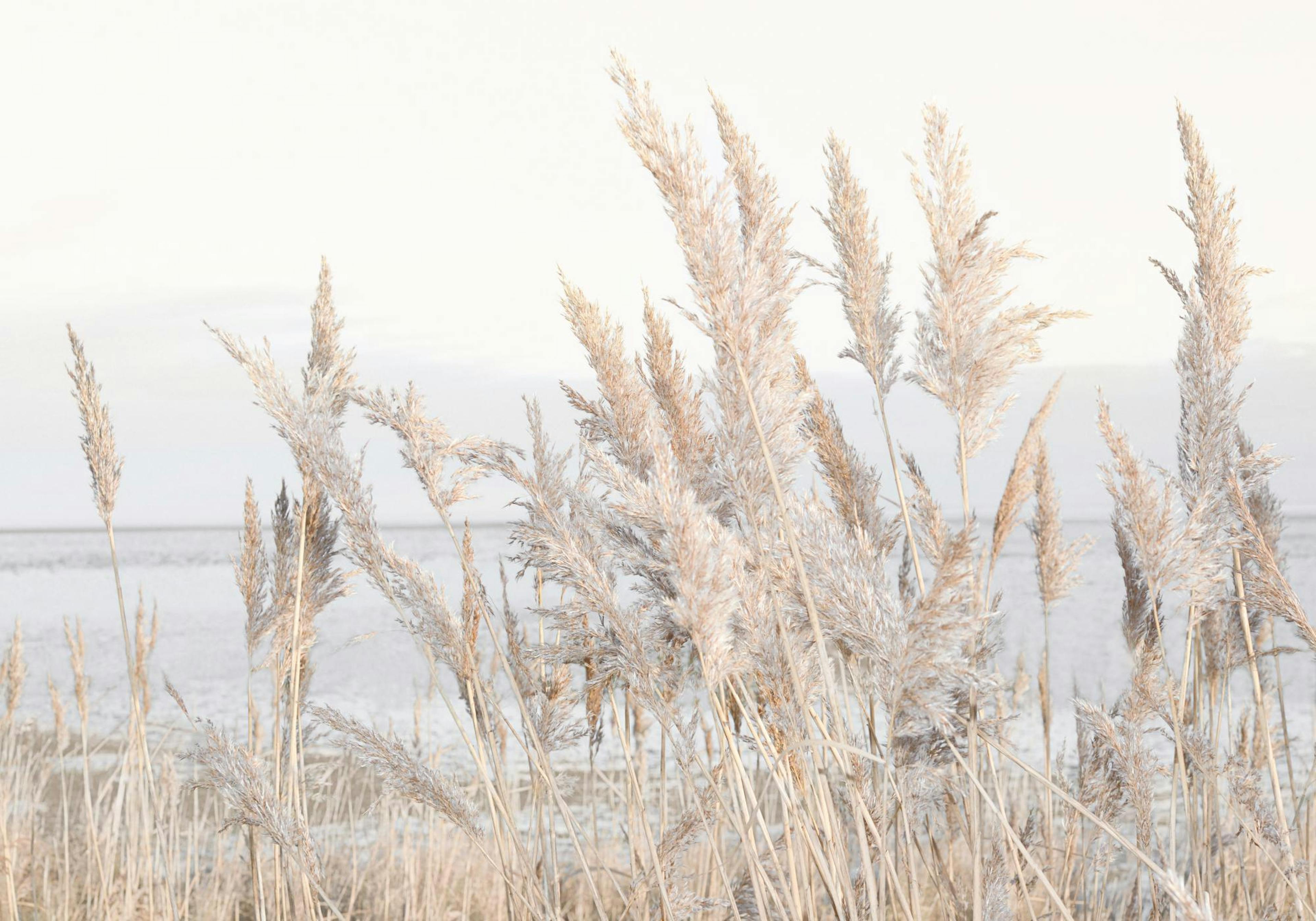 Reeds by the Sea Plakat 0