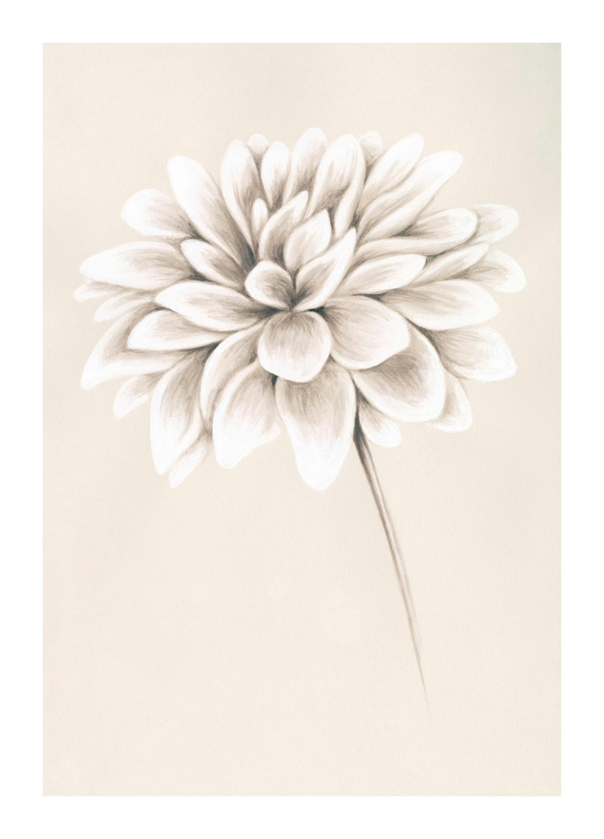 Painted Dahlia Affiche (30x40 cm)  Art
