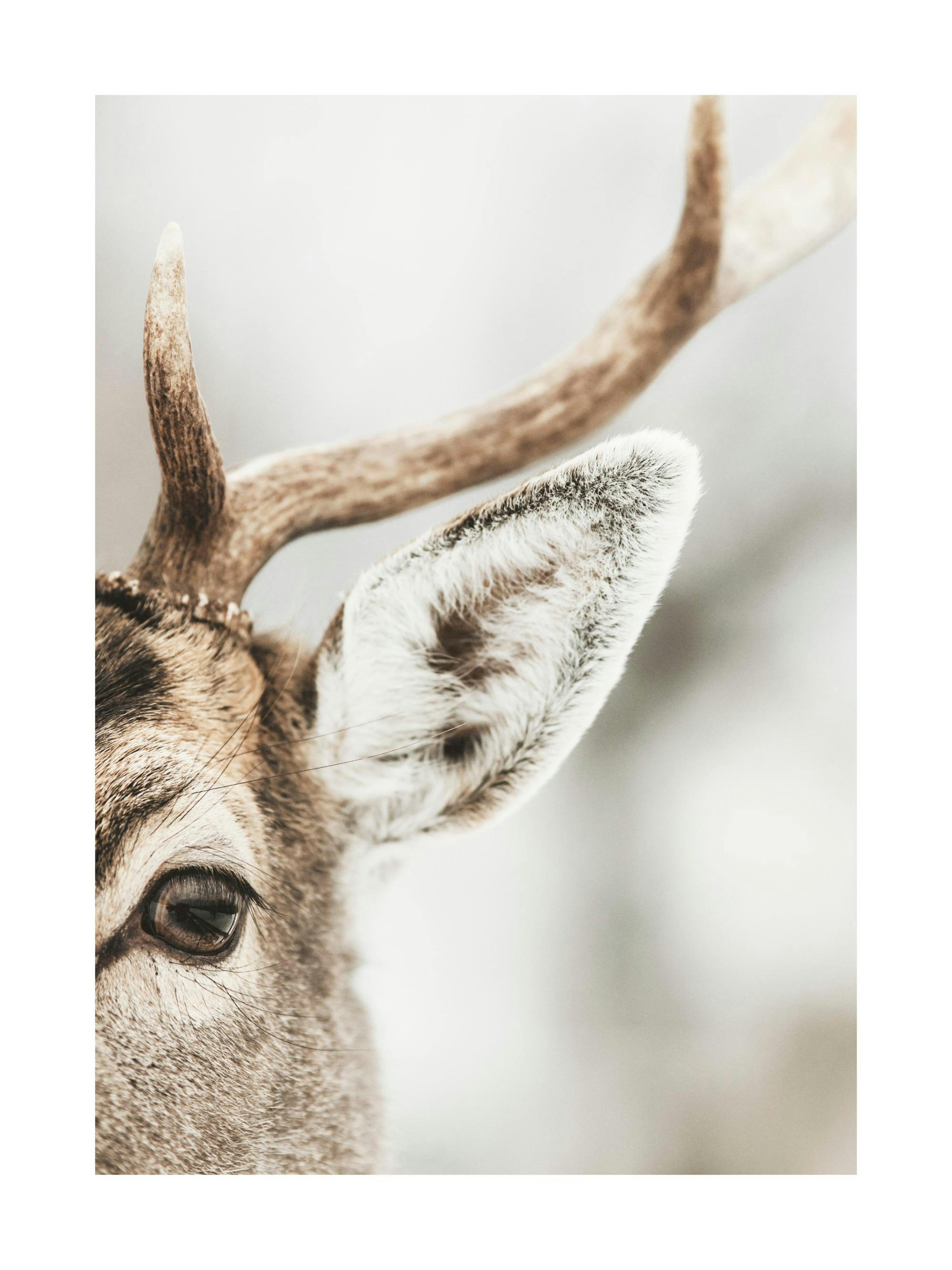 Reindeer Close Up Print