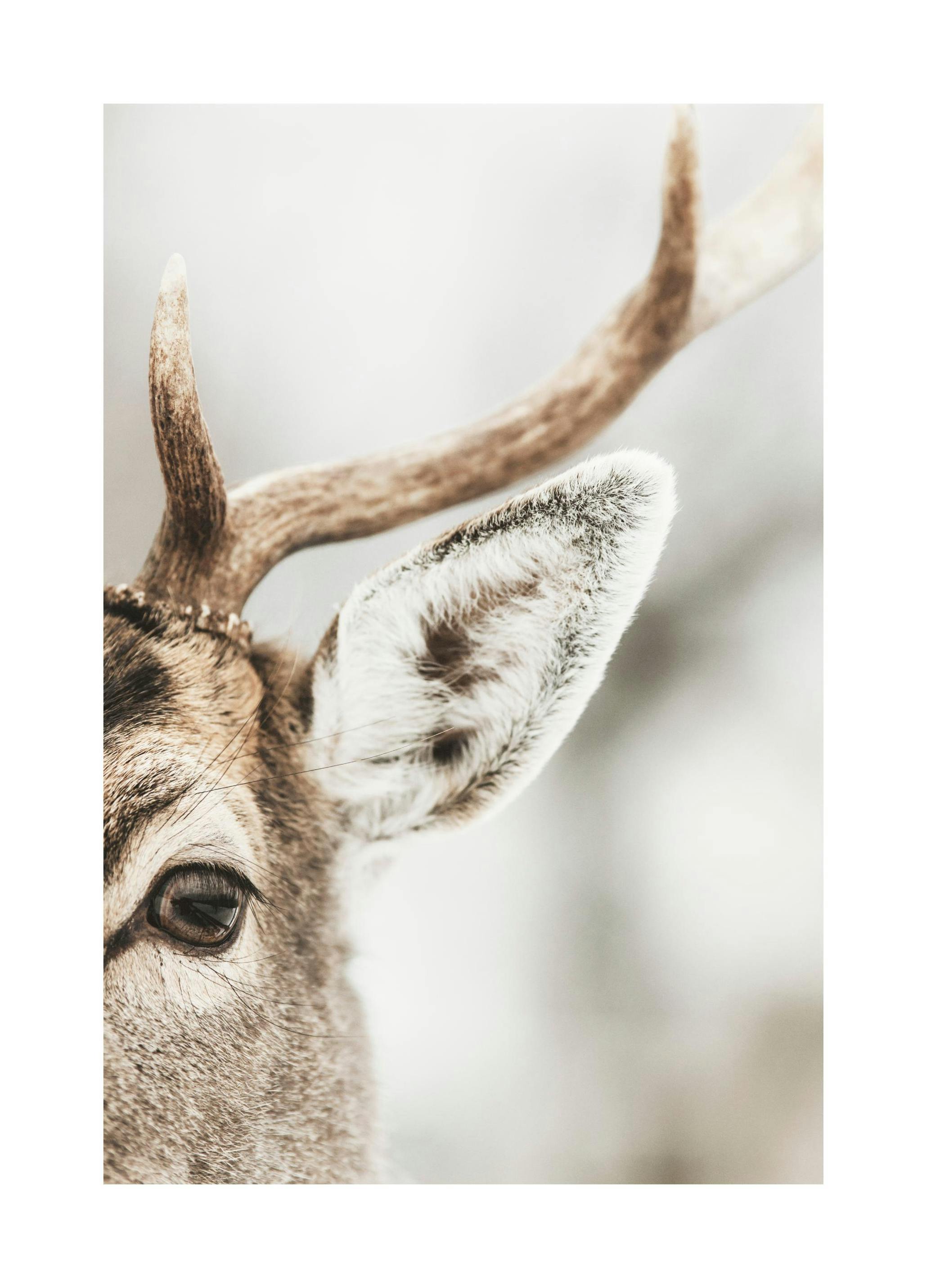 Reindeer Close Up Affiche (30x40 cm)  Animaux sauvages