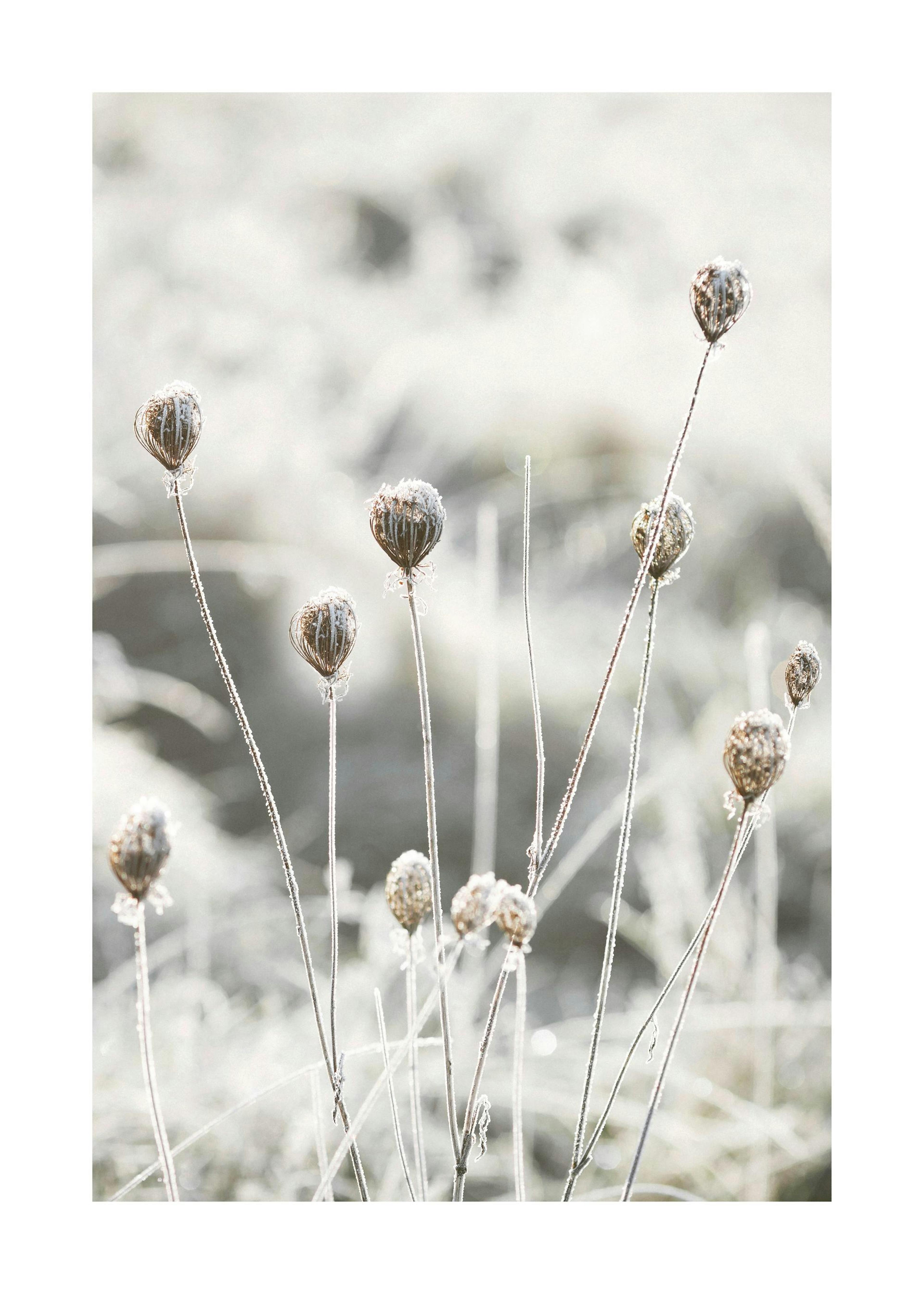 Frosty Flowers Juliste 0
