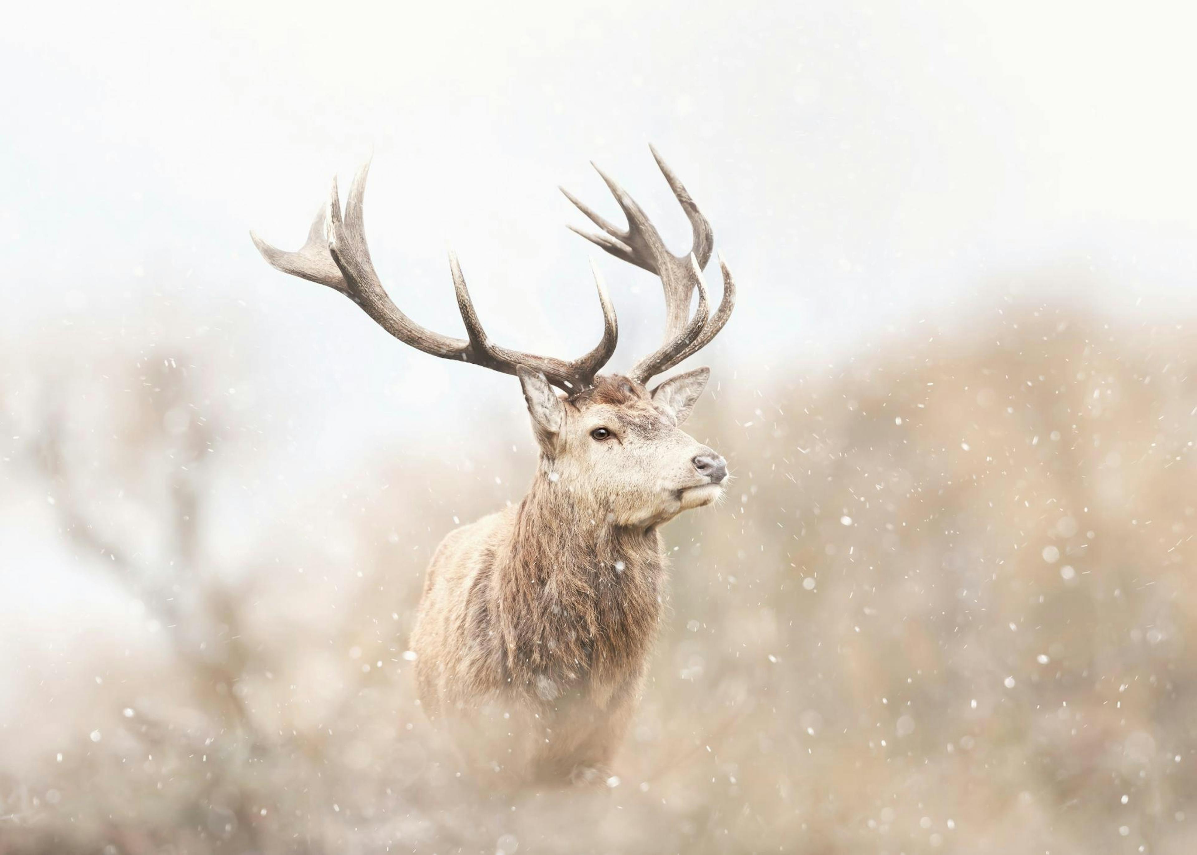 Majestic Reindeer Plagát 0