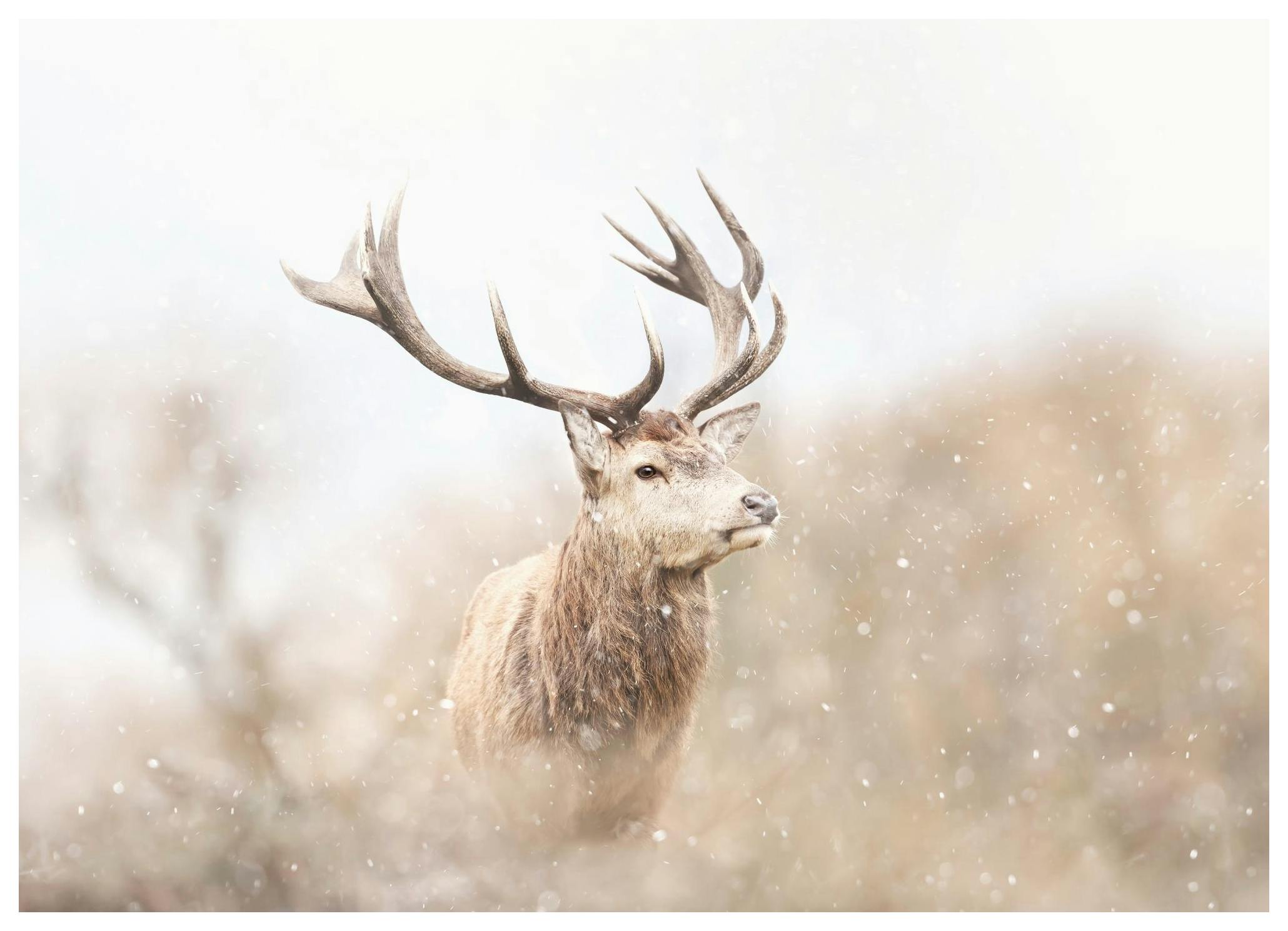 Majestic Reindeer Affiche (70x100 cm)  Animaux sauvages