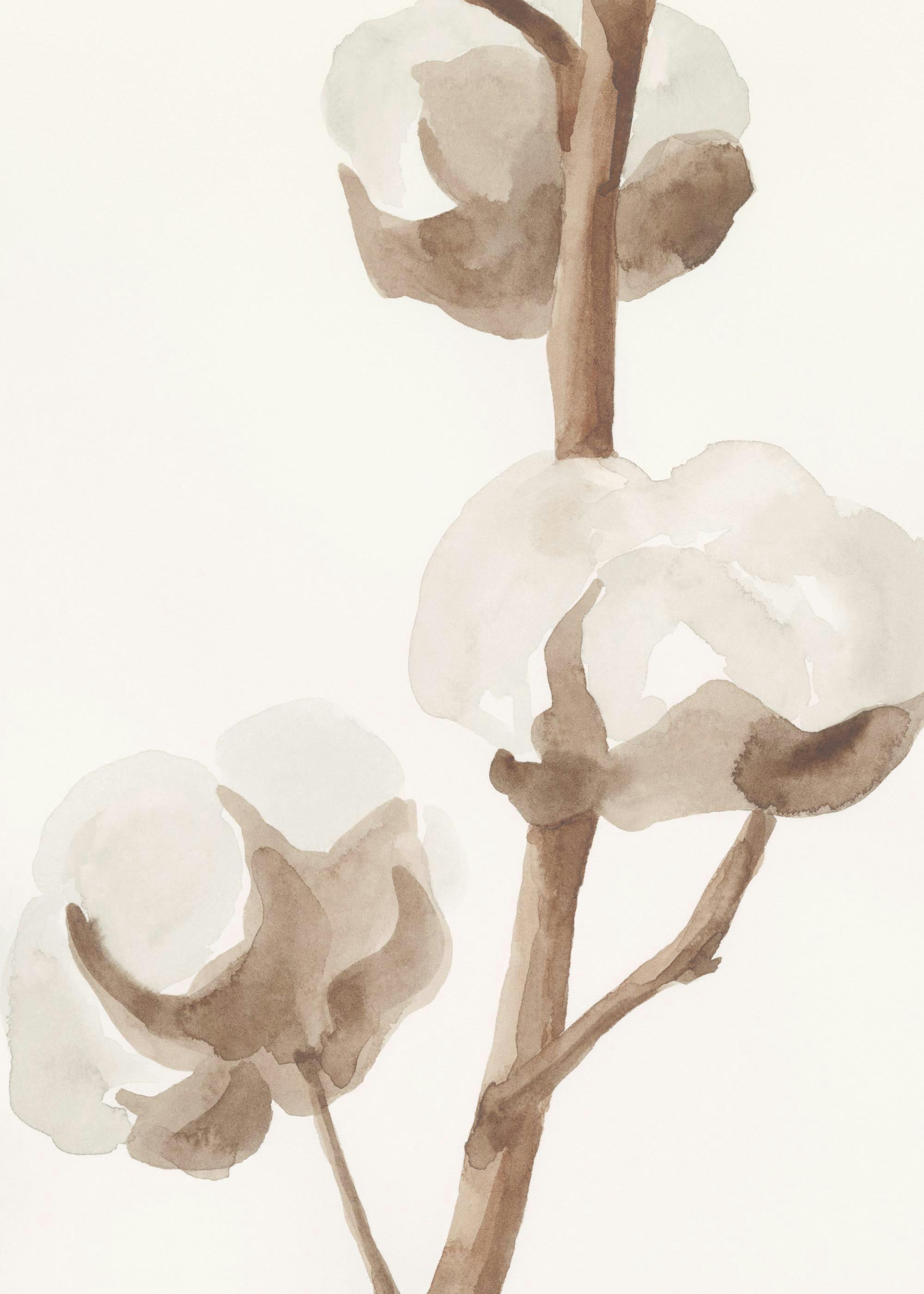 Aquarelle Cotton Flowers Poster 0