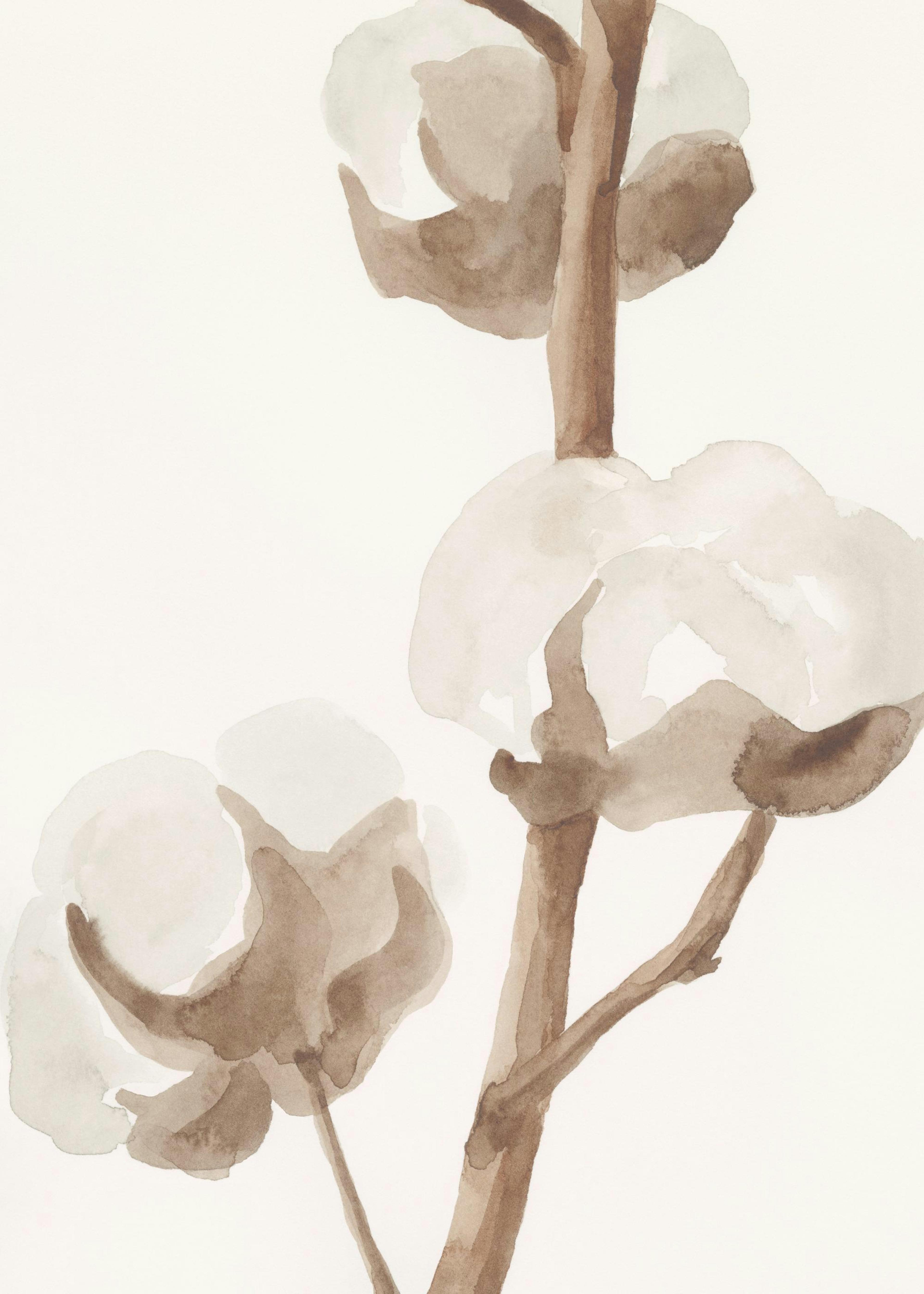 Aquarelle Cotton Flowers Poster 0