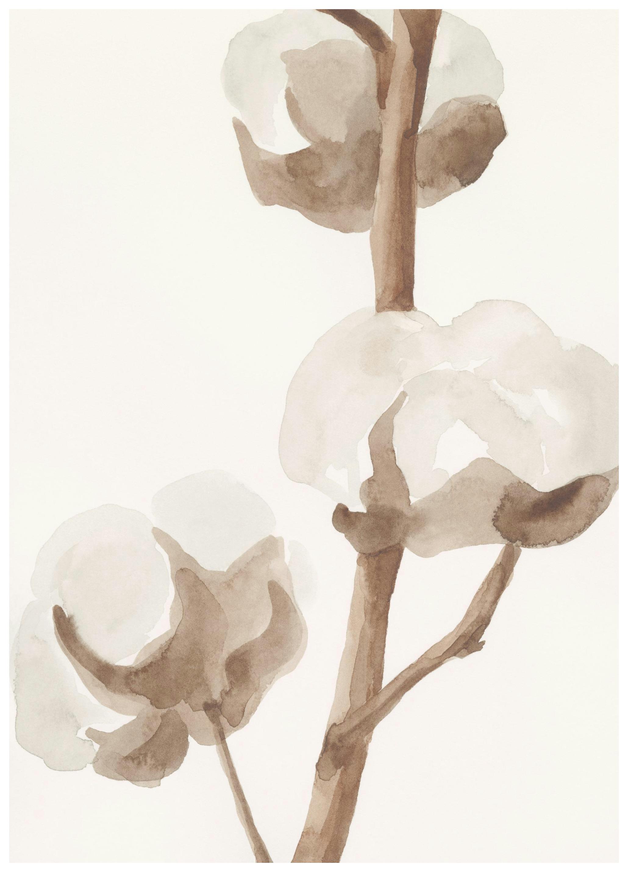 Aquarelle Cotton Flowers Poster (21x30 cm) -  Aquarelle
