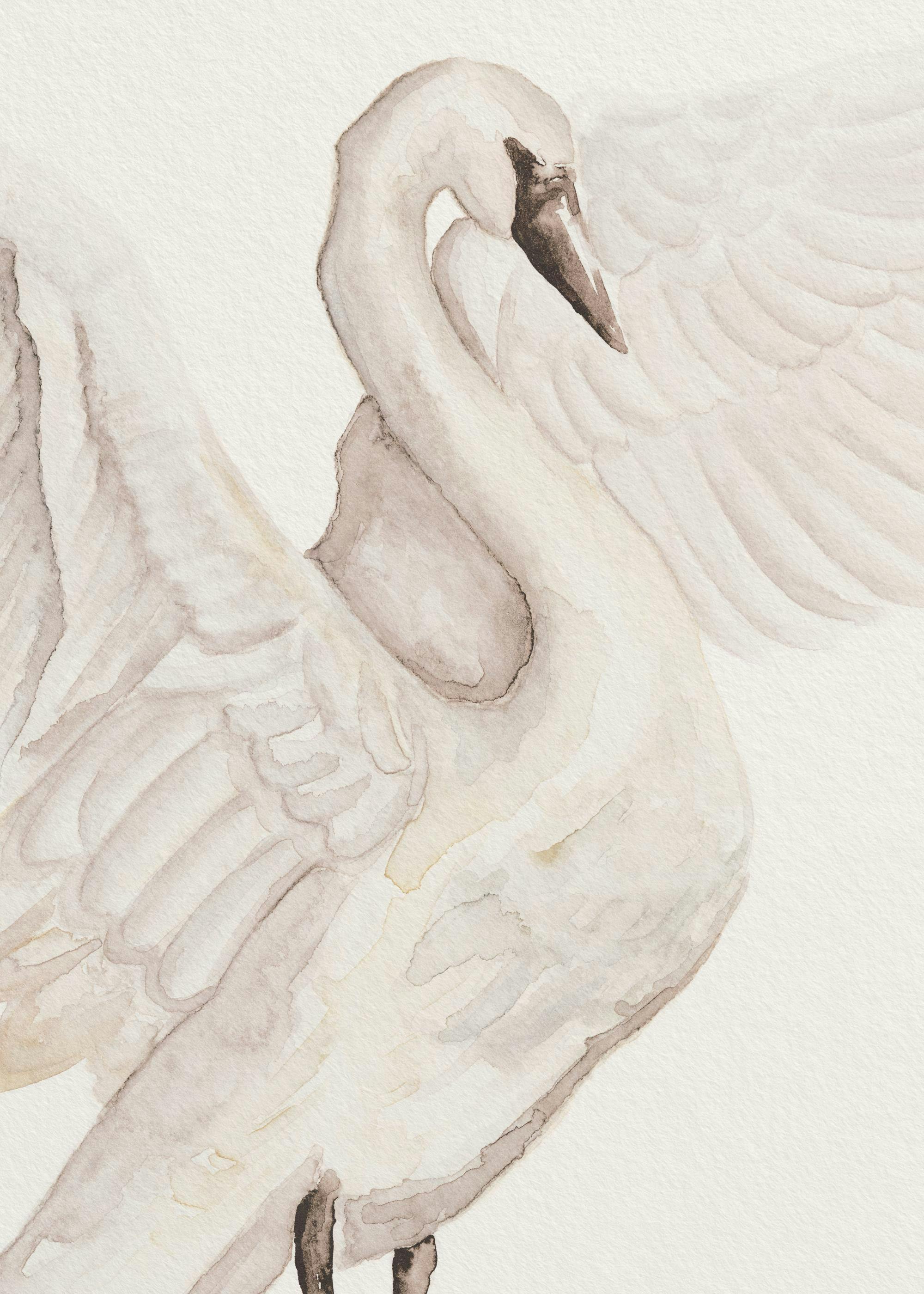 Watercolor Swan Print 0