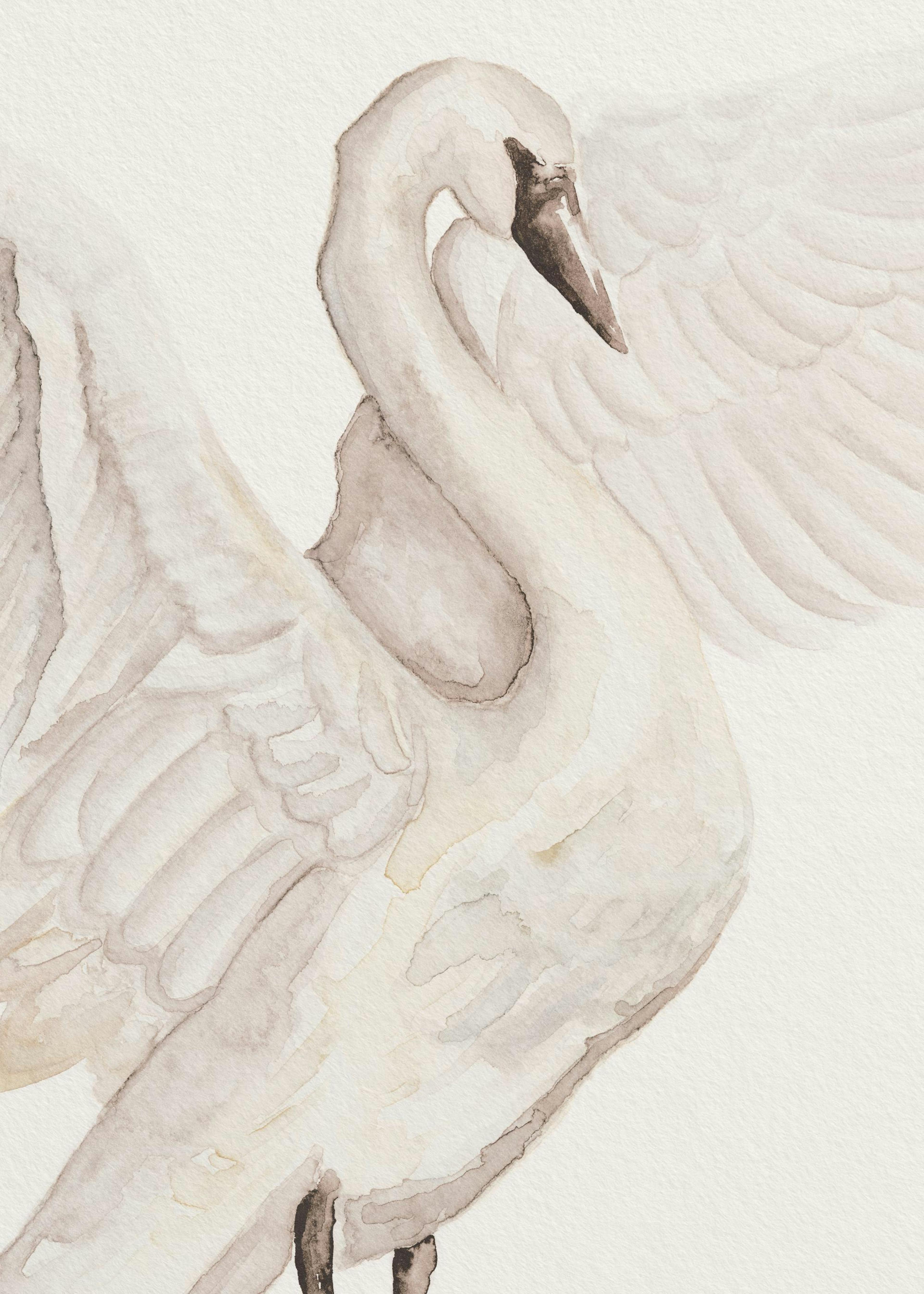 Watercolor Swan Poster 0