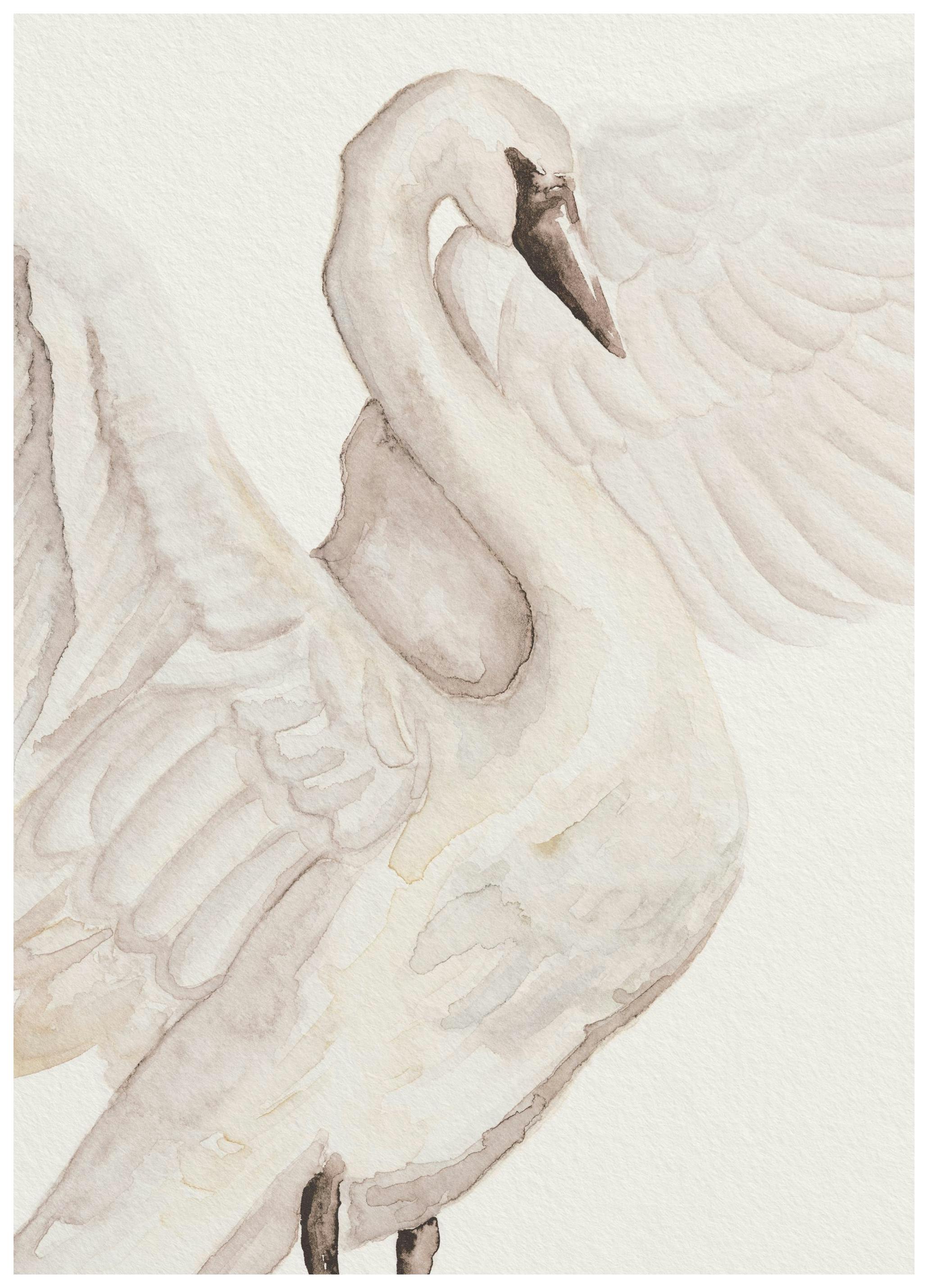 Watercolor Swan Poster (30x40 cm) - Aquarellen