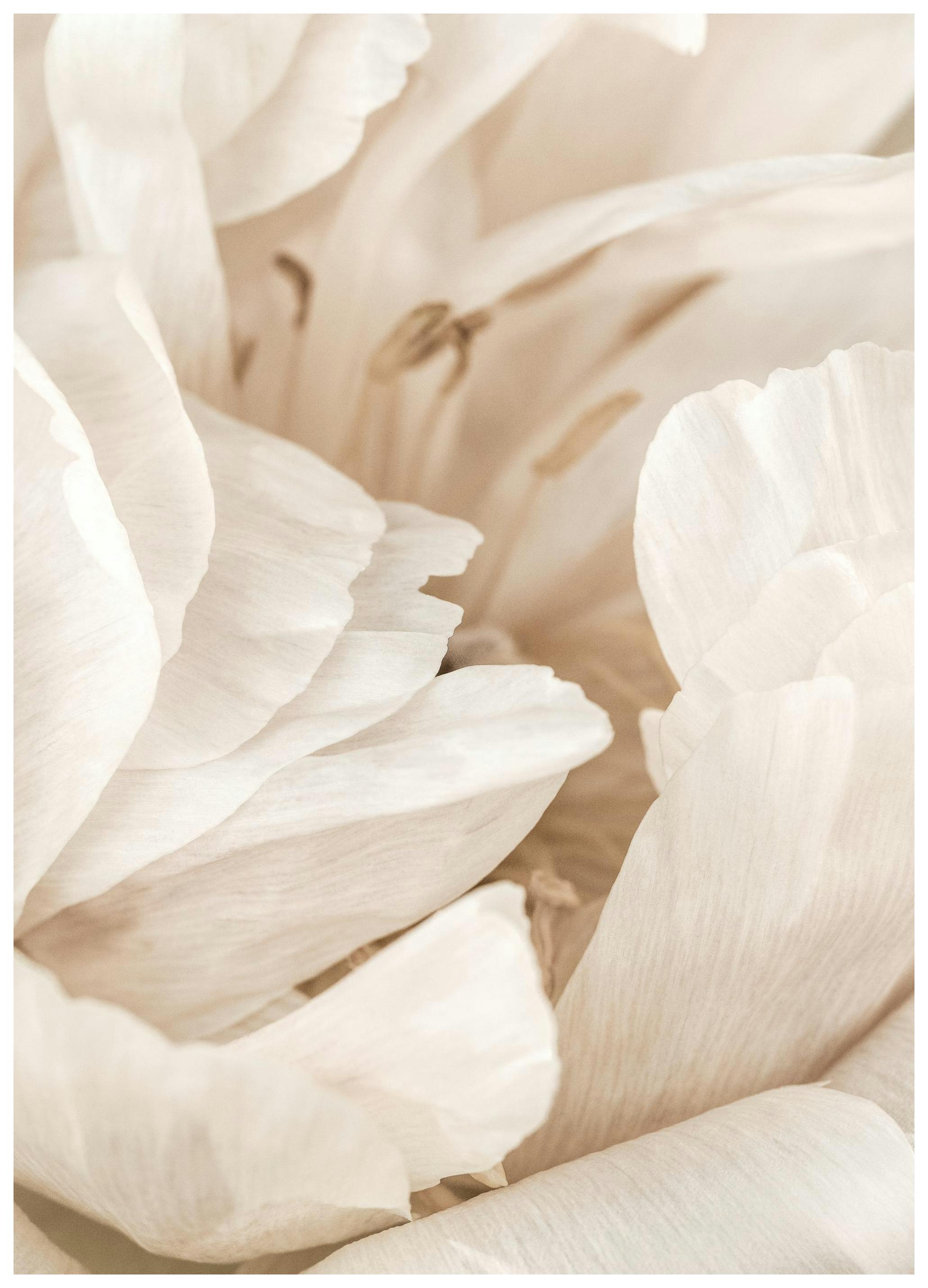 Soft Petals Affiche (50x70 cm) - Tableaux de fleurs