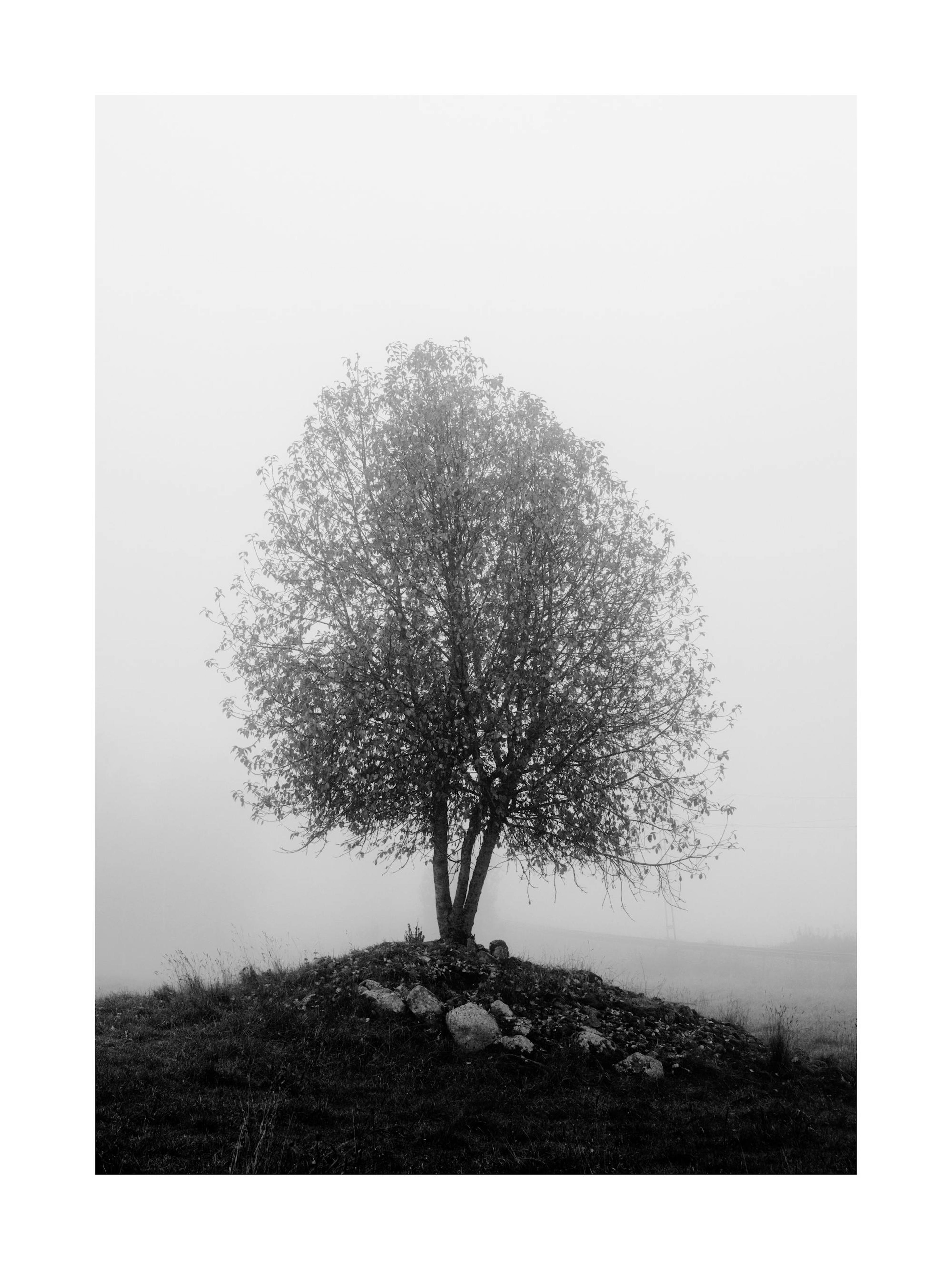 Peaceful Tree Print