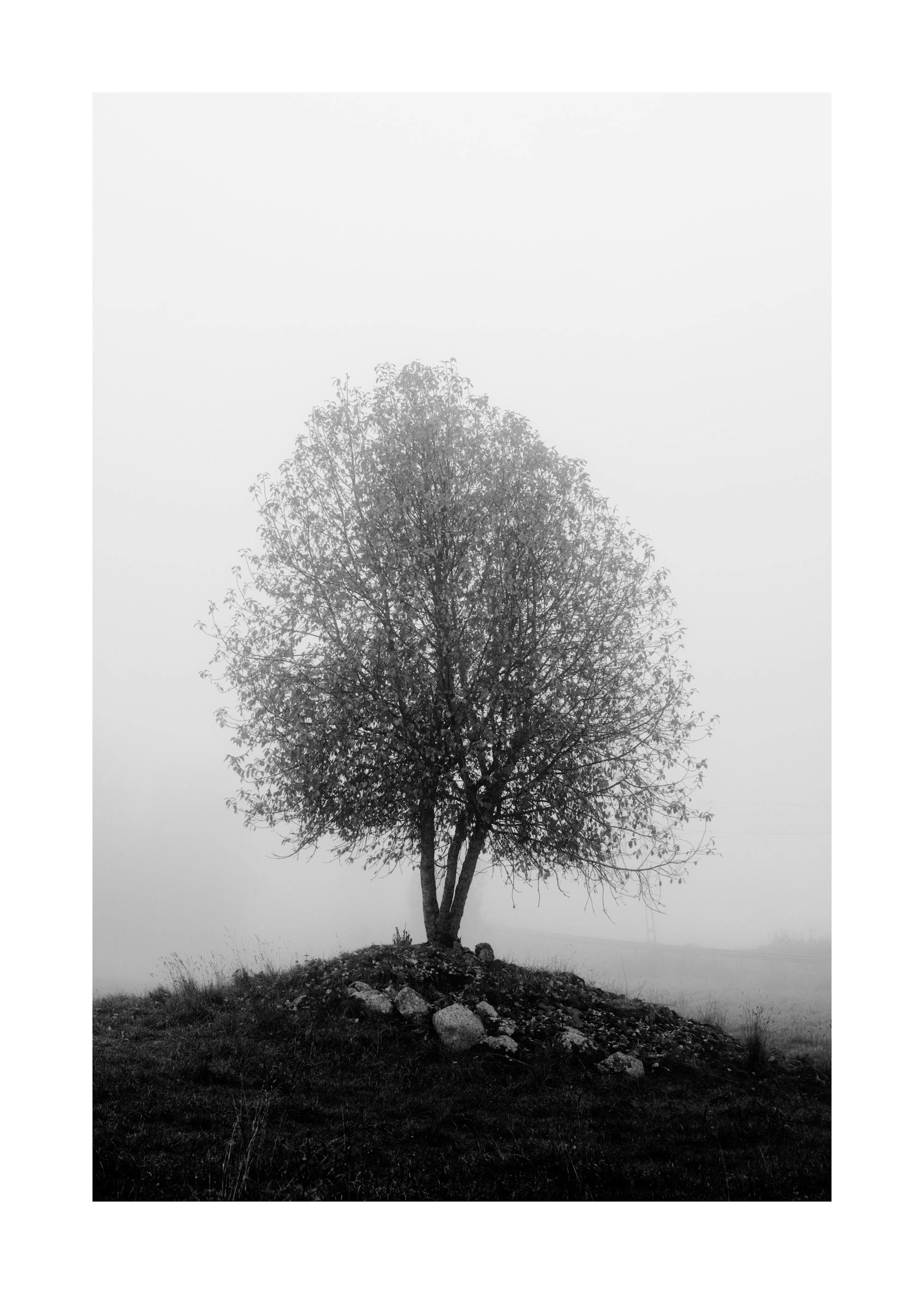 Peaceful Tree Print 0