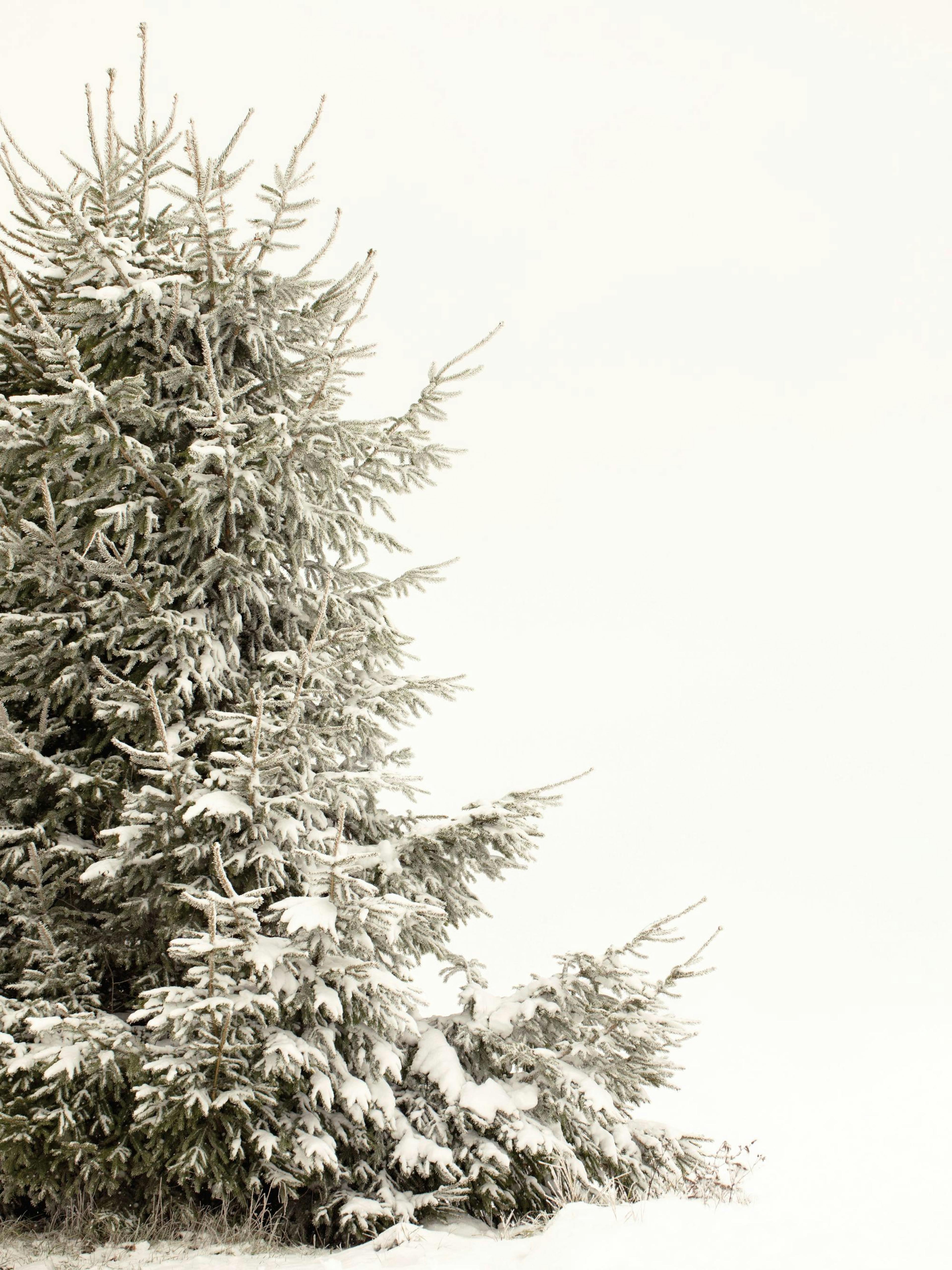 Snowy Holiday Tree Plakát