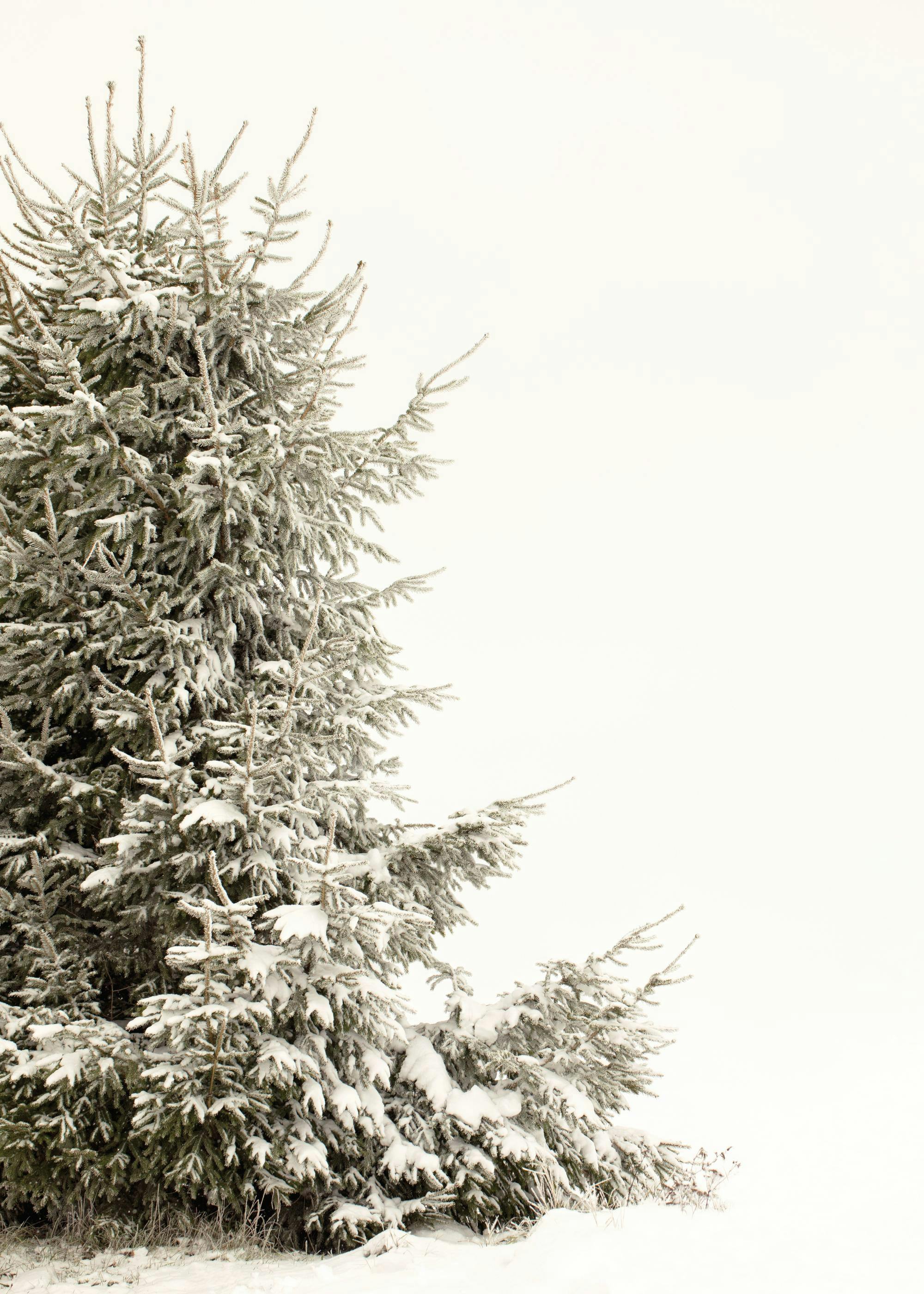 Snowy Holiday Tree Affiche 0