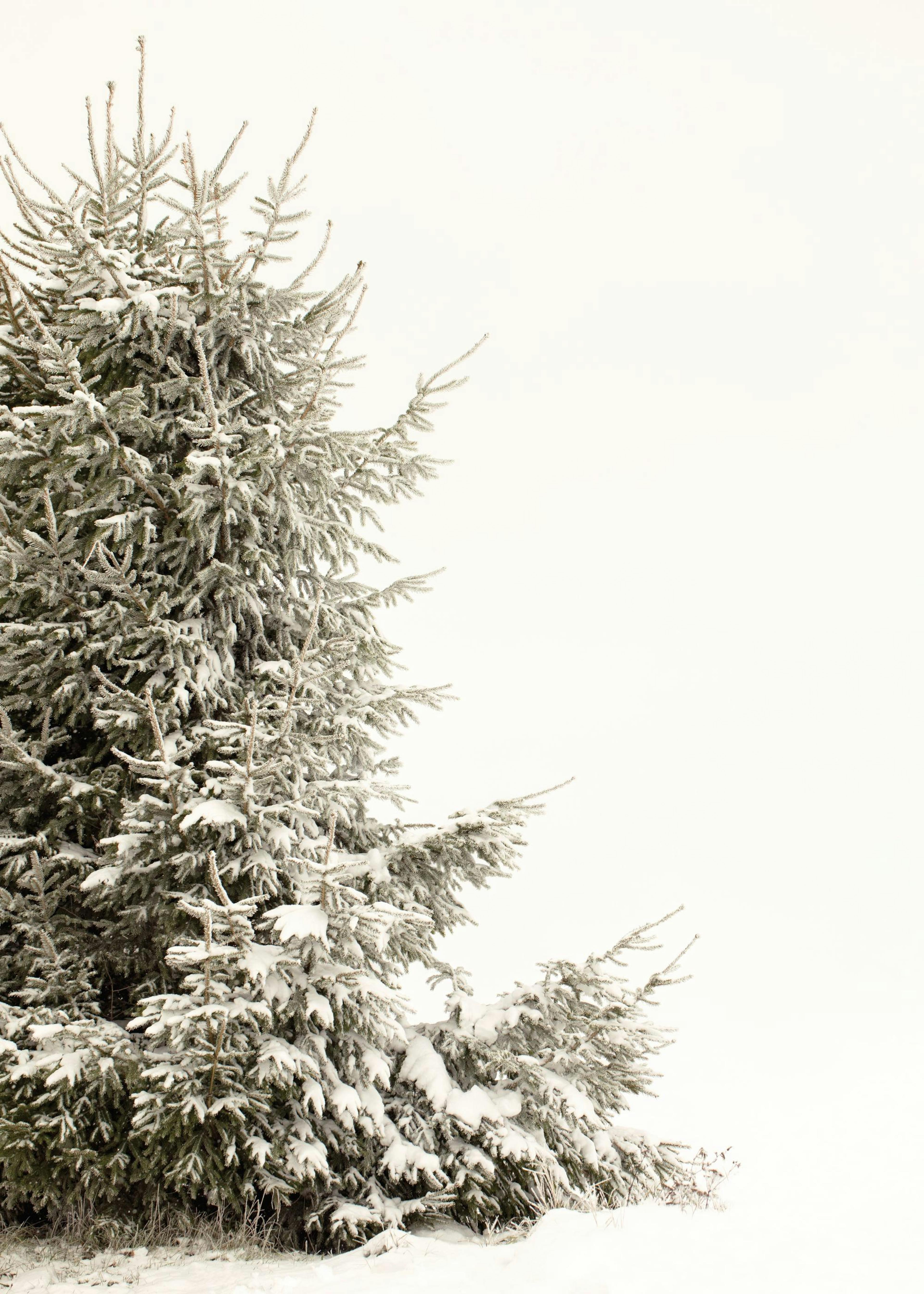 Snowy Holiday Tree Plagát 0