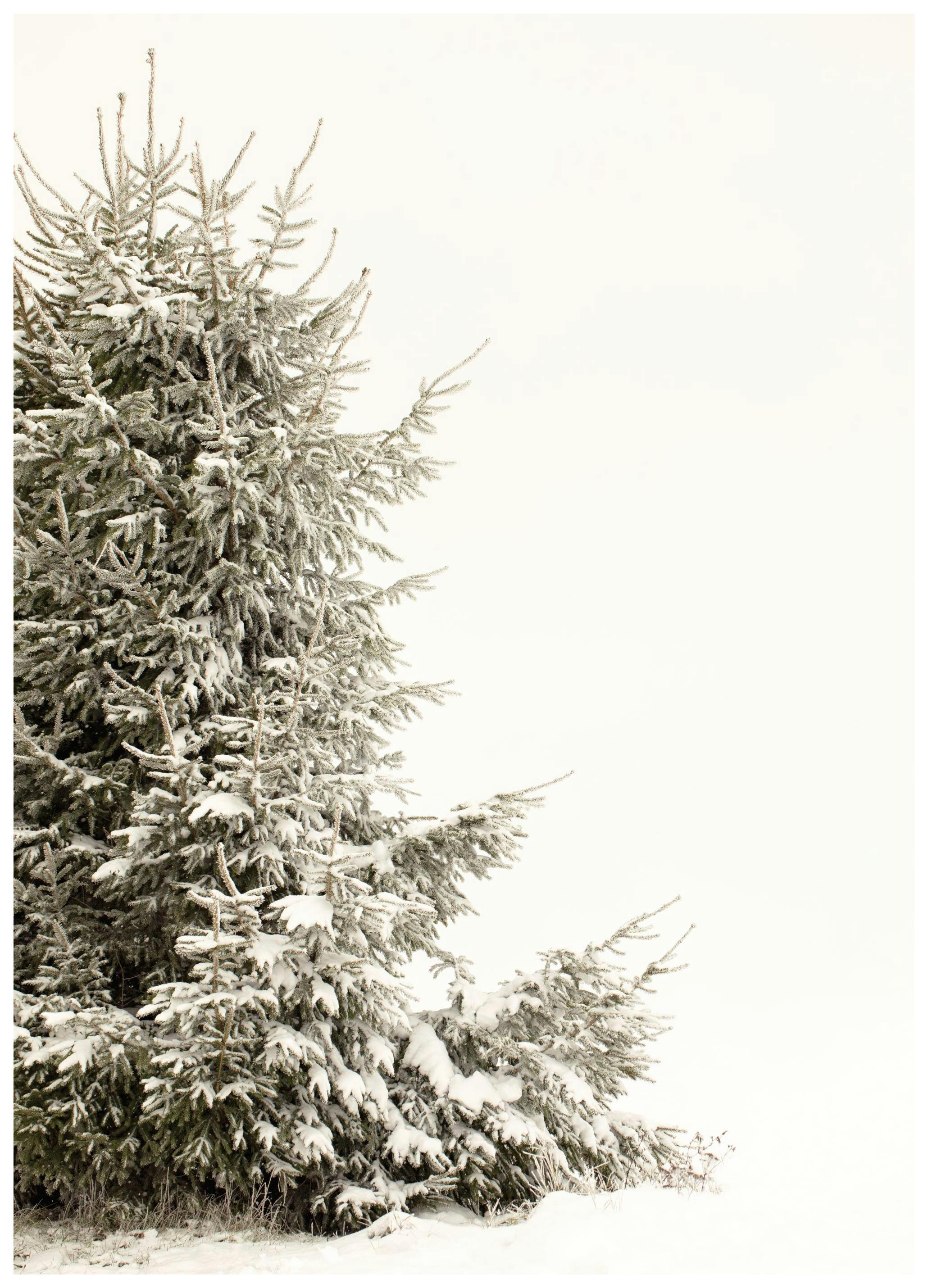 Prints - Snowy Holiday Tree Poster (50x70 cm) - Holiday Prints